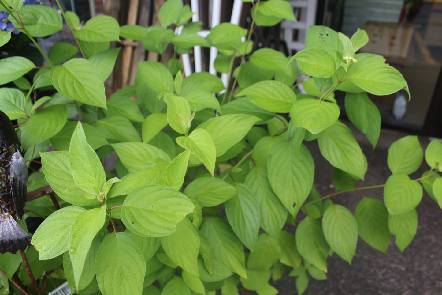 CORNUS ALBA `NEON BURST 3g