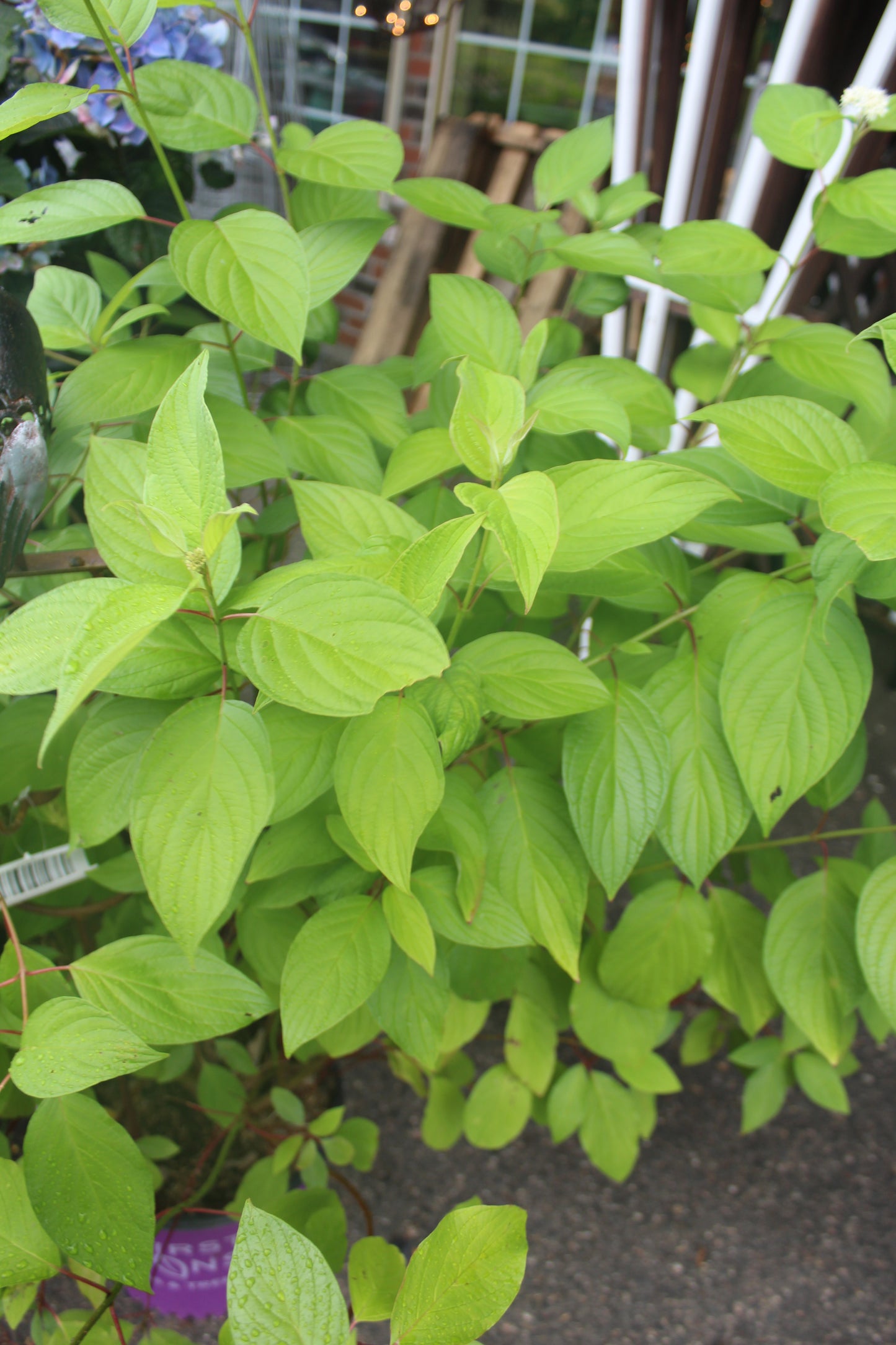 CORNUS ALBA `NEON BURST 3g