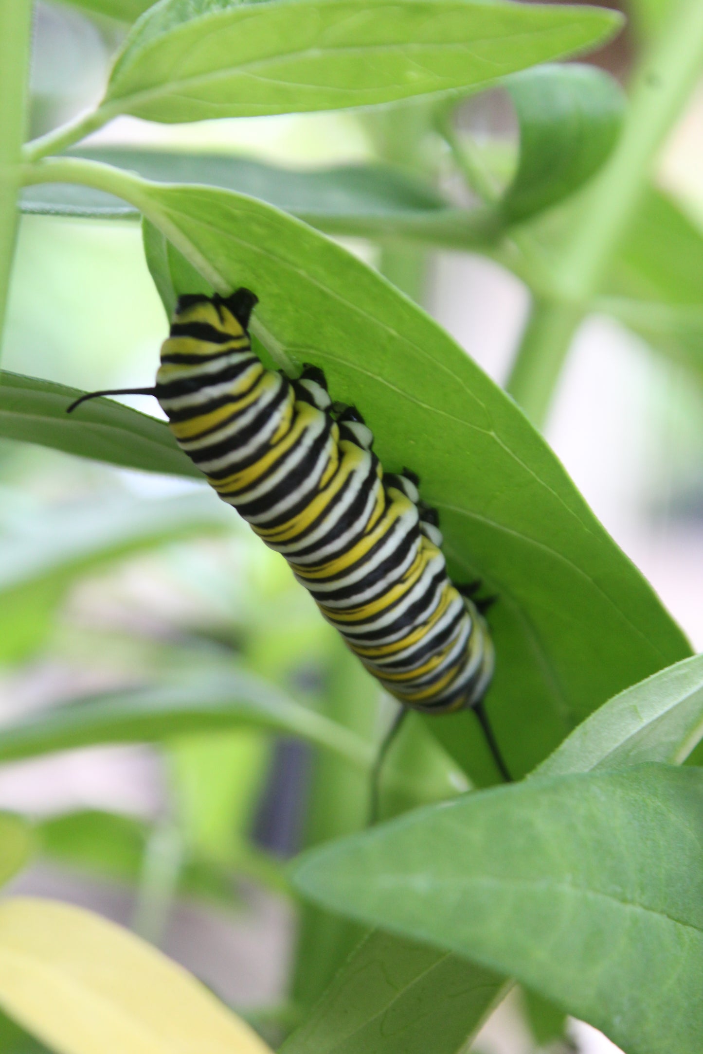 ASCLEPIAS incarnata Ice Ballet 1g