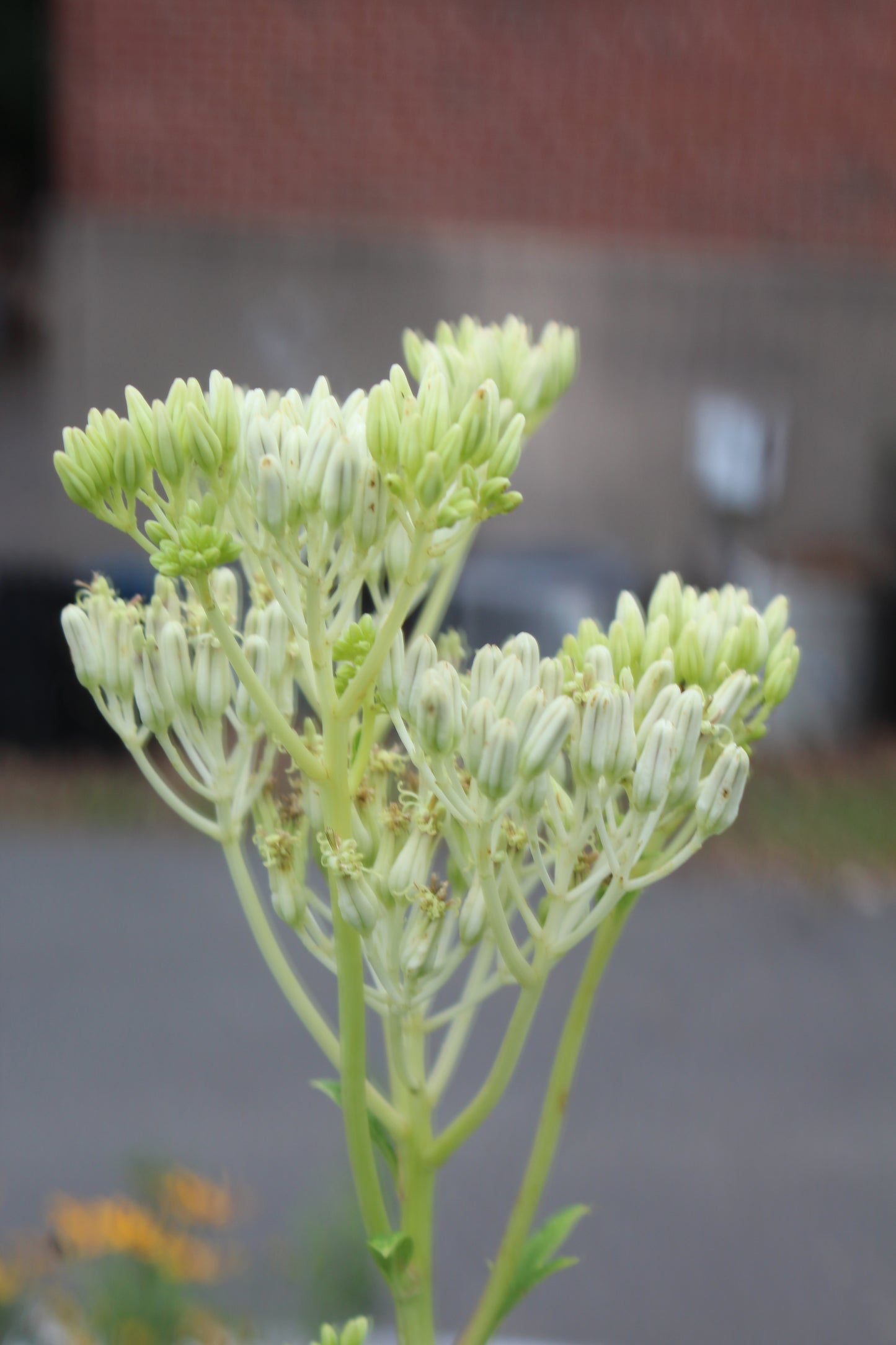ARNOGLOSSUM atriplicifolium 1g