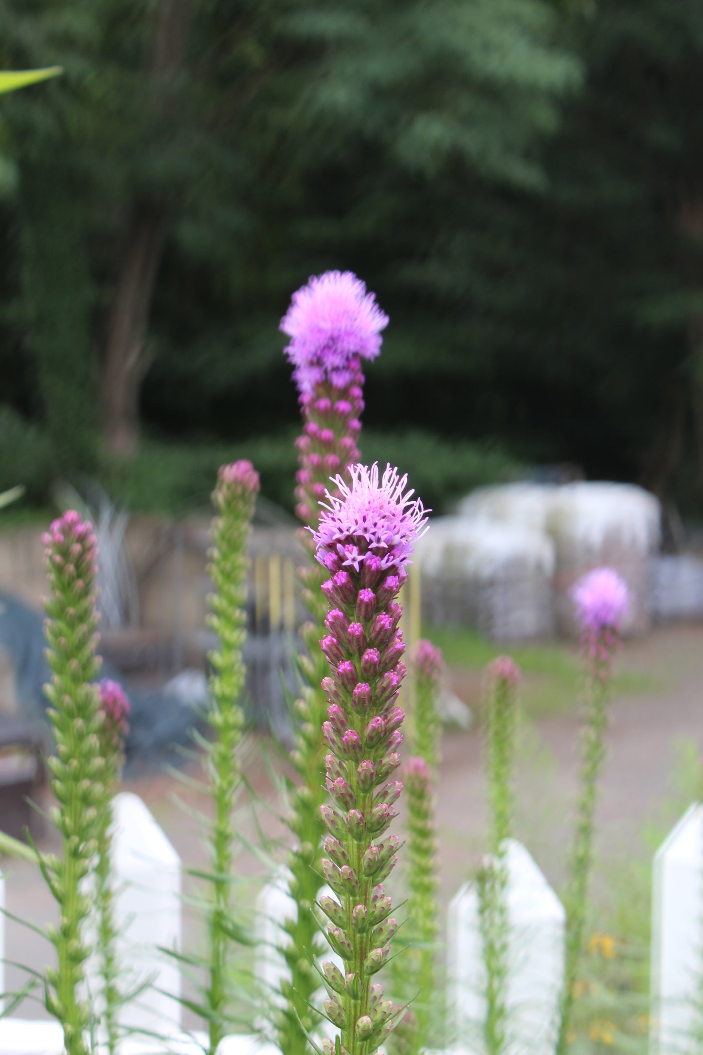 Liatris Kobold 1g