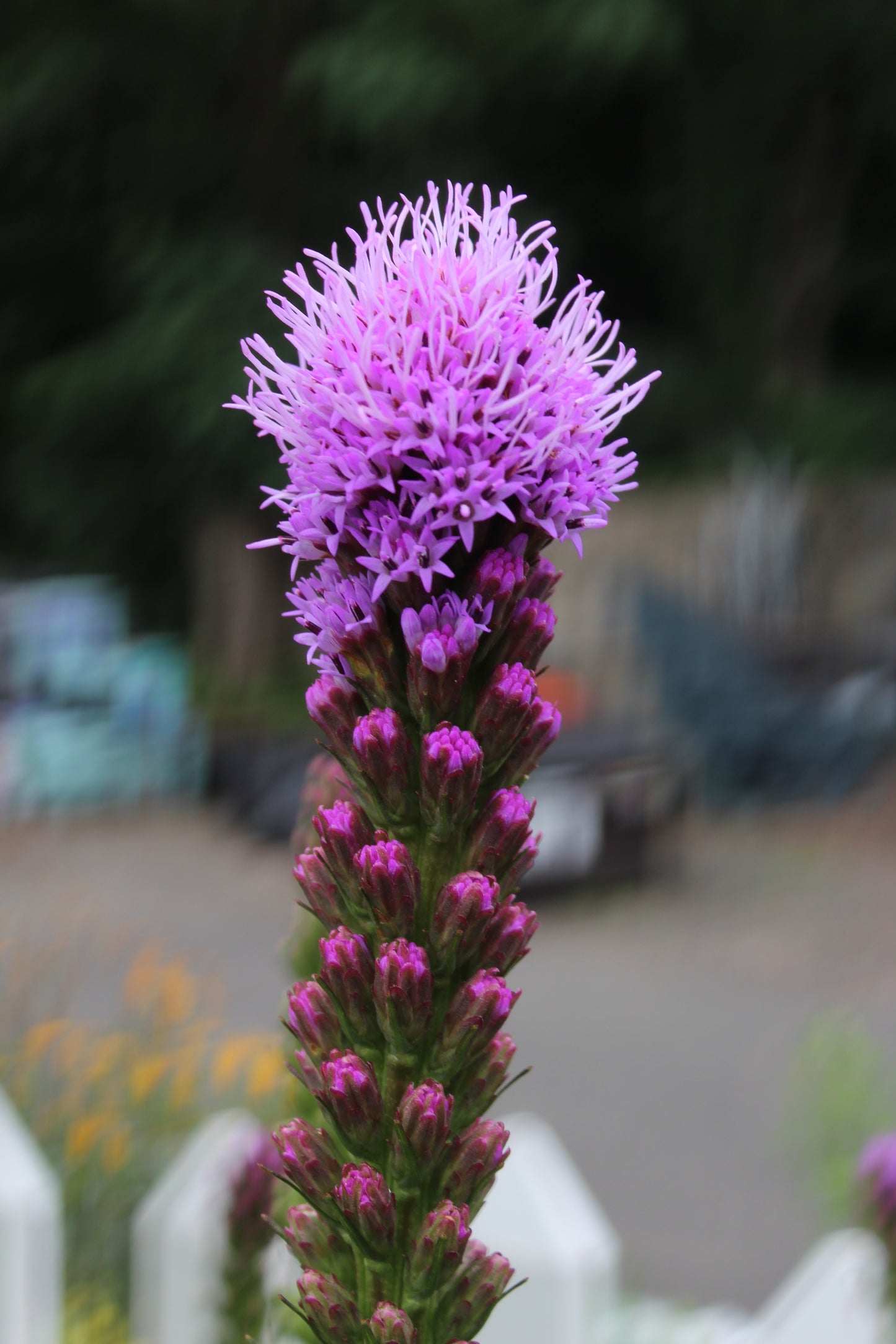 Liatris Kobold 1g