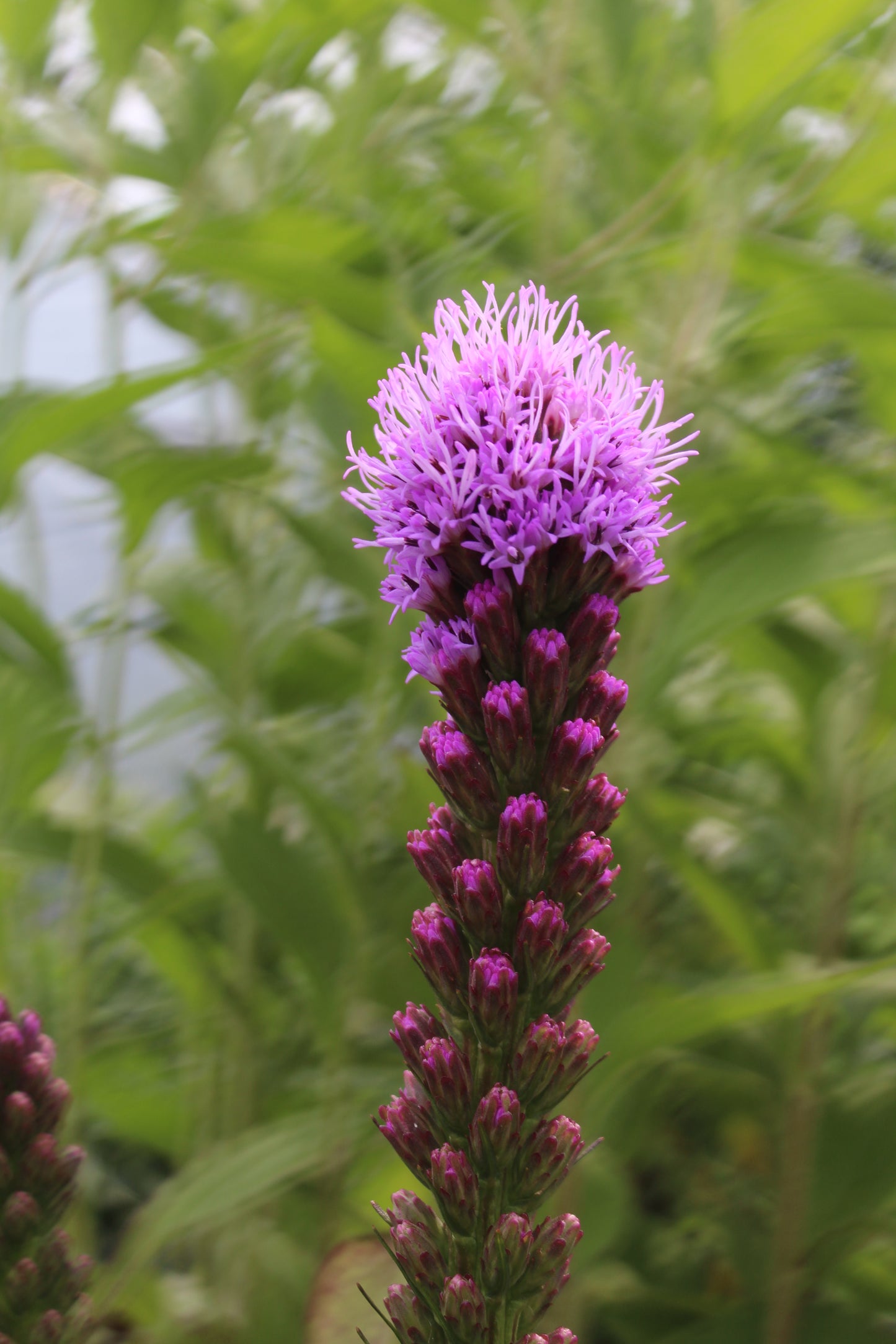 Liatris Kobold 1g