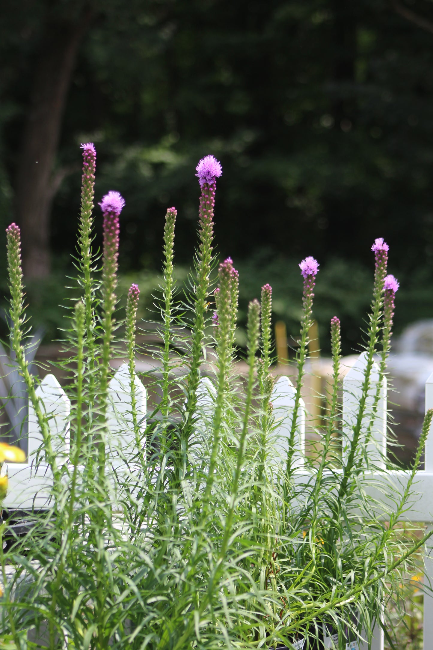 Liatris Kobold 1g