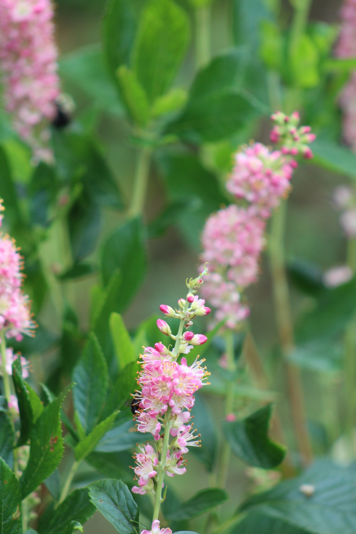 Clethra alnifolia Ruby Spice 3g