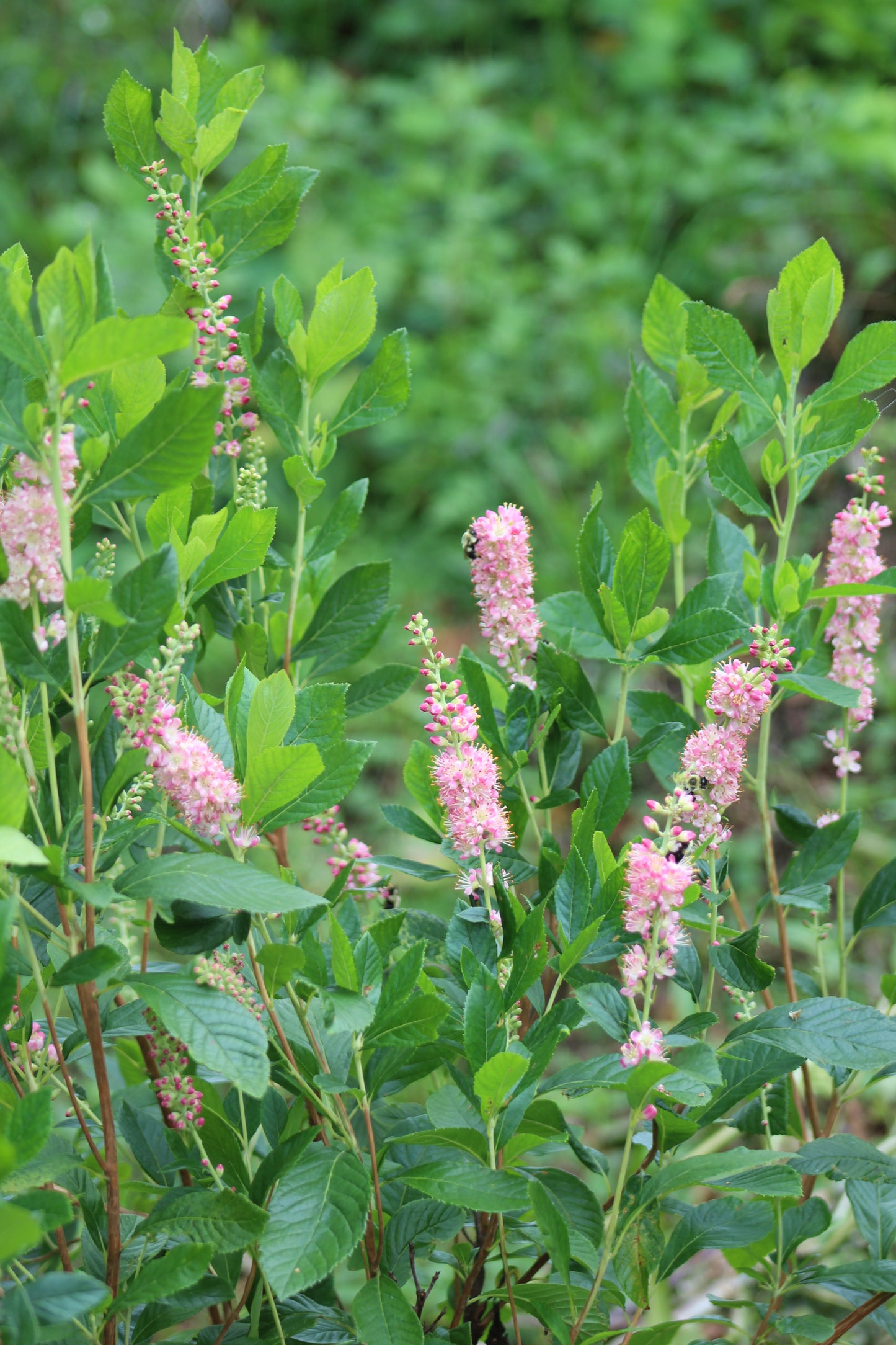 CLETHRA ALNIFOLIA RUBY SPICE 3g