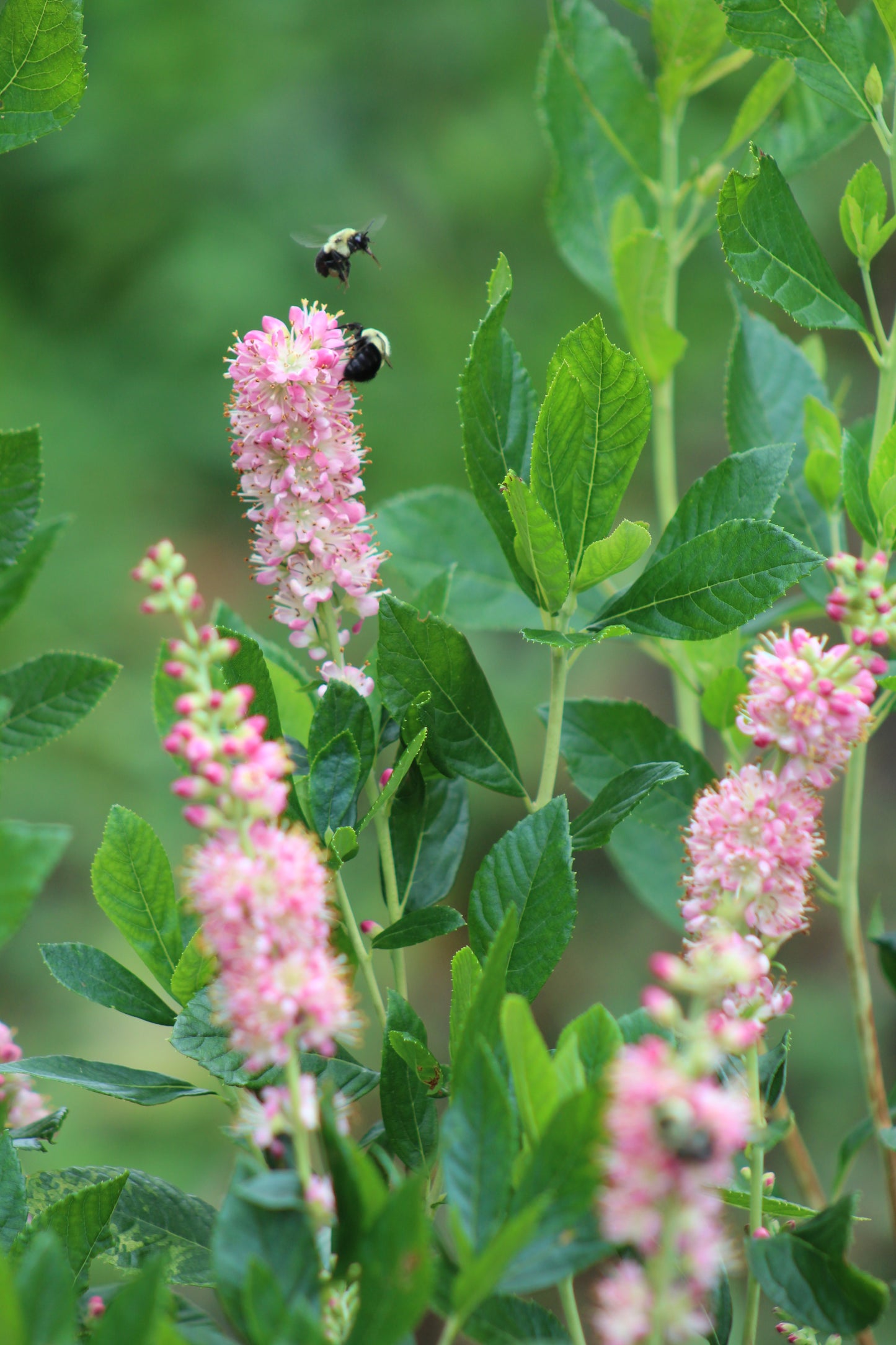 Clethra alnifolia Ruby Spice 3g