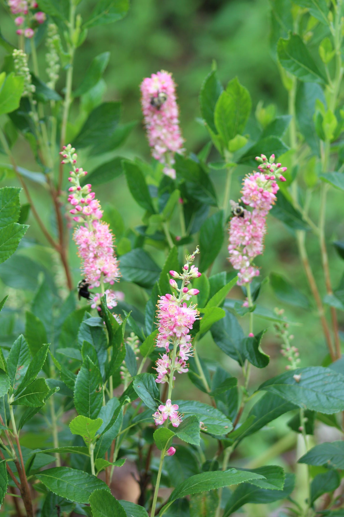 CLETHRA ALNIFOLIA RUBY SPICE 3g