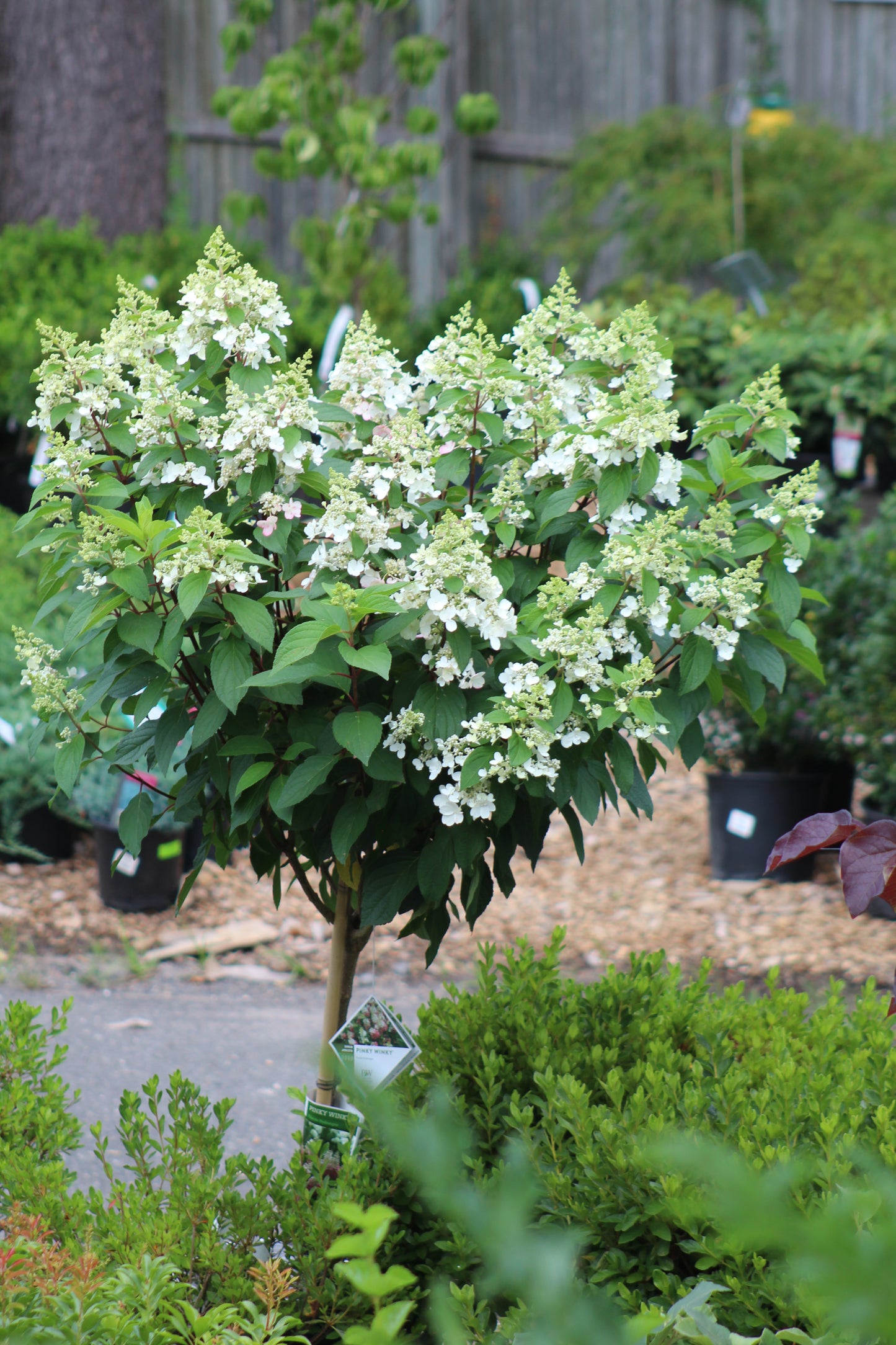Hydrangea Pinky Winky Tree