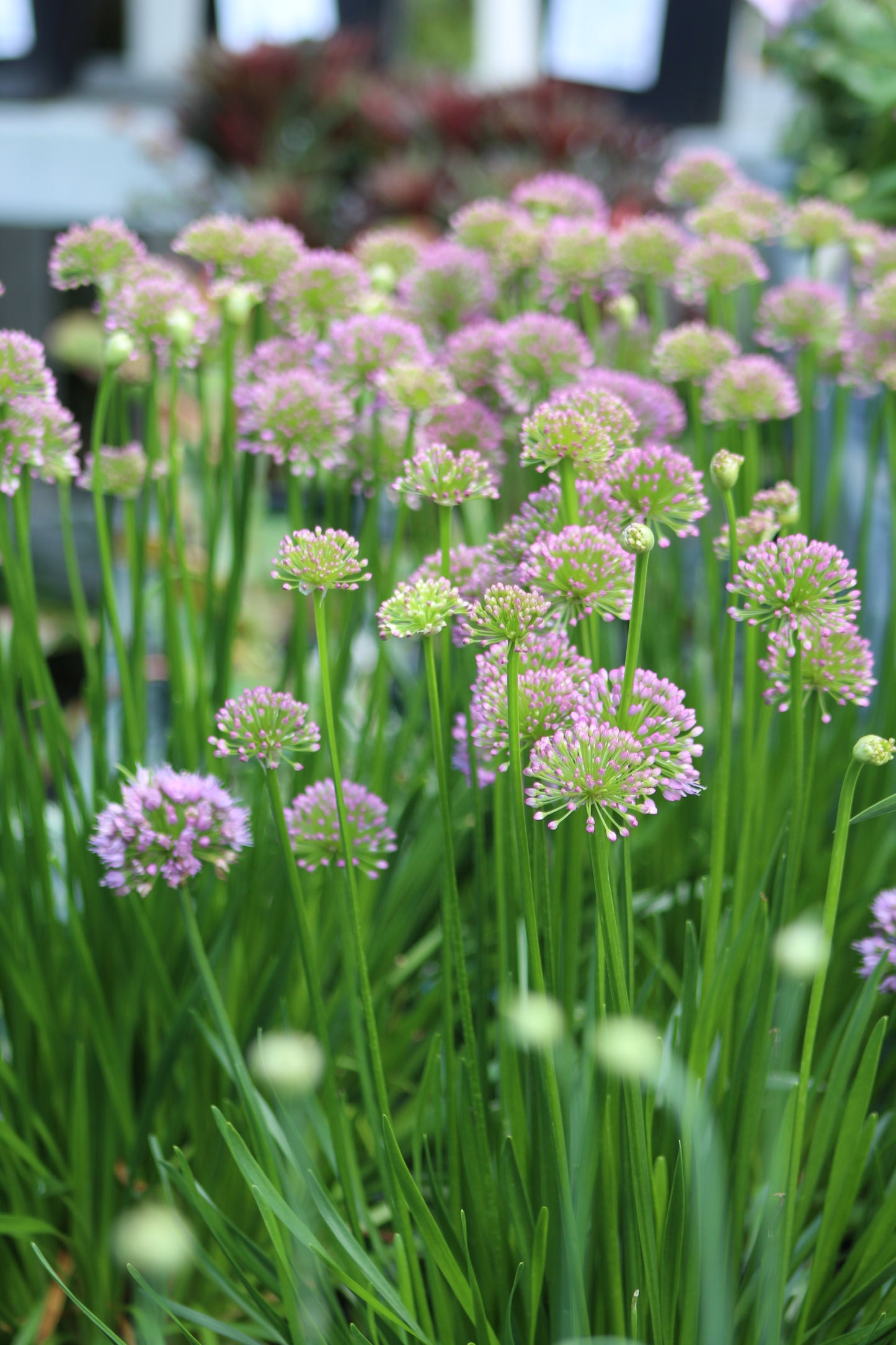 1g Allium Millenium