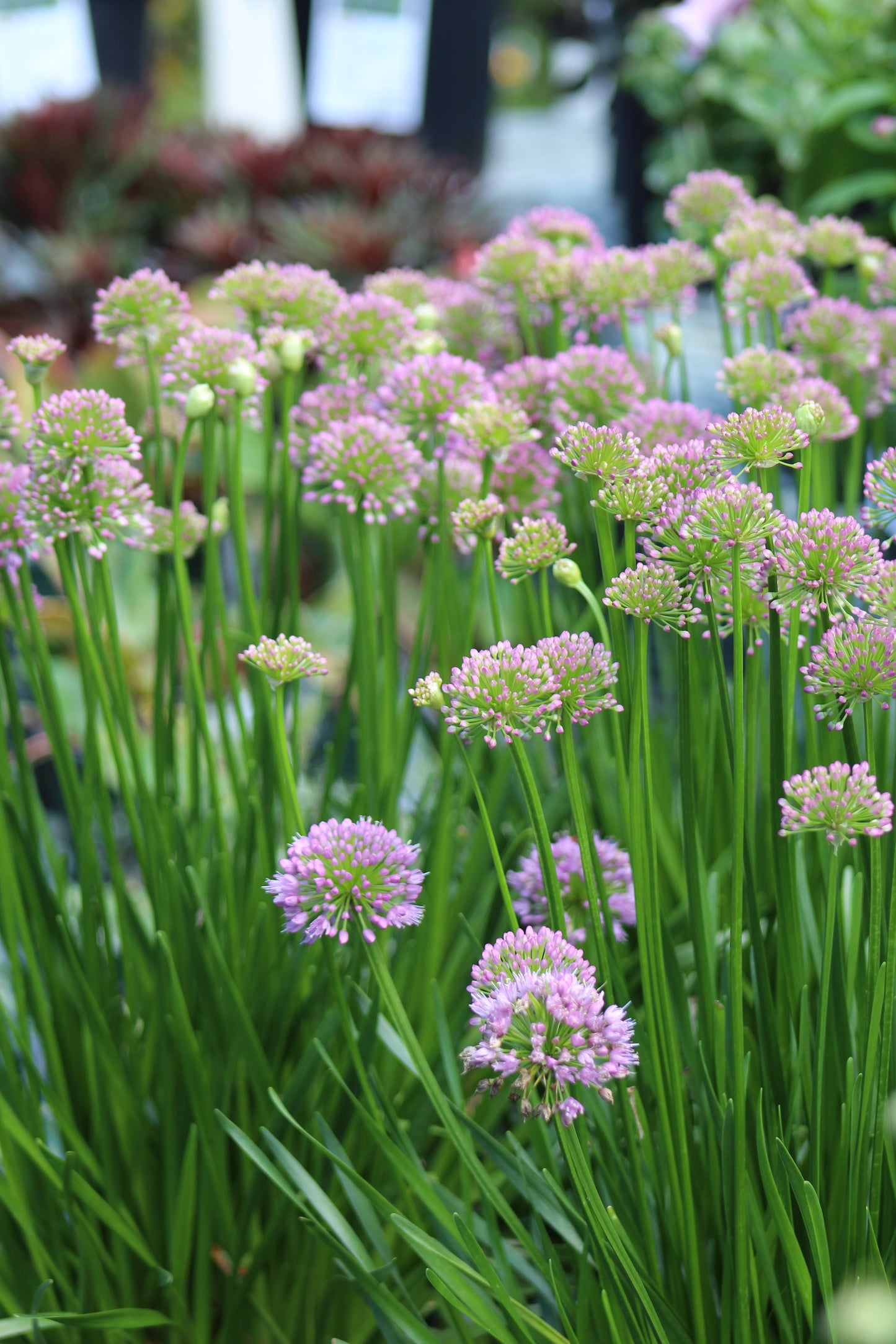 1g Allium Millenium