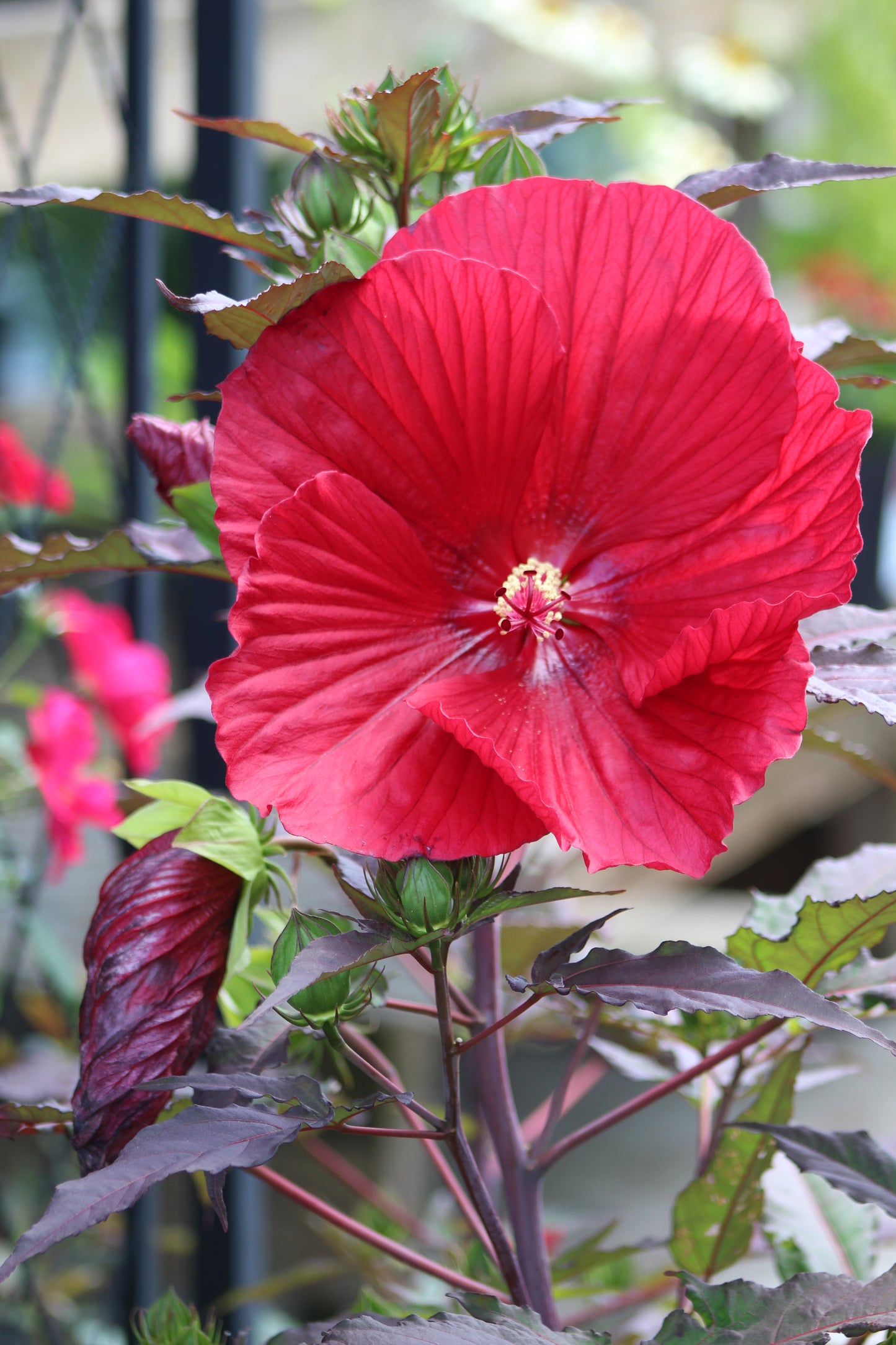 Hibiscus Midnight Marvel