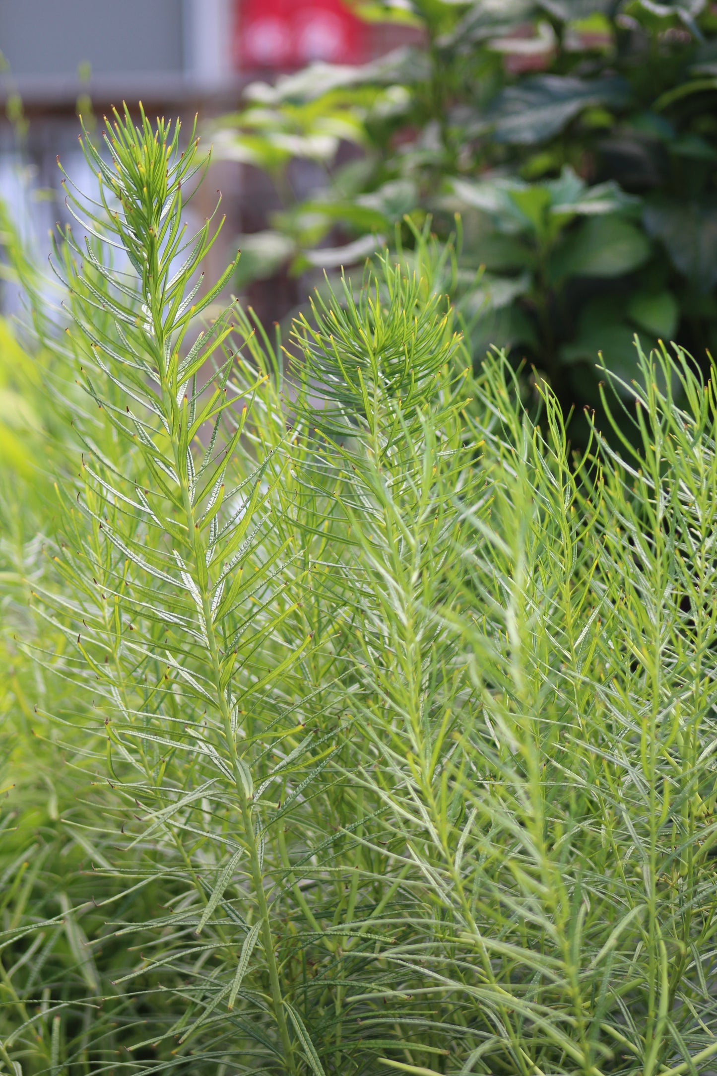 AMSONIA String Theory PW 1g