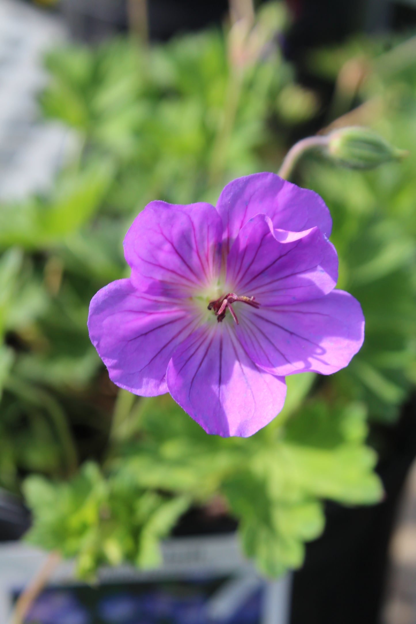 Geranium x rozanne 1 gal