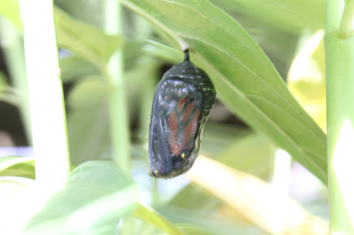 ASCLEPIAS incarnata Ice Ballet 1g