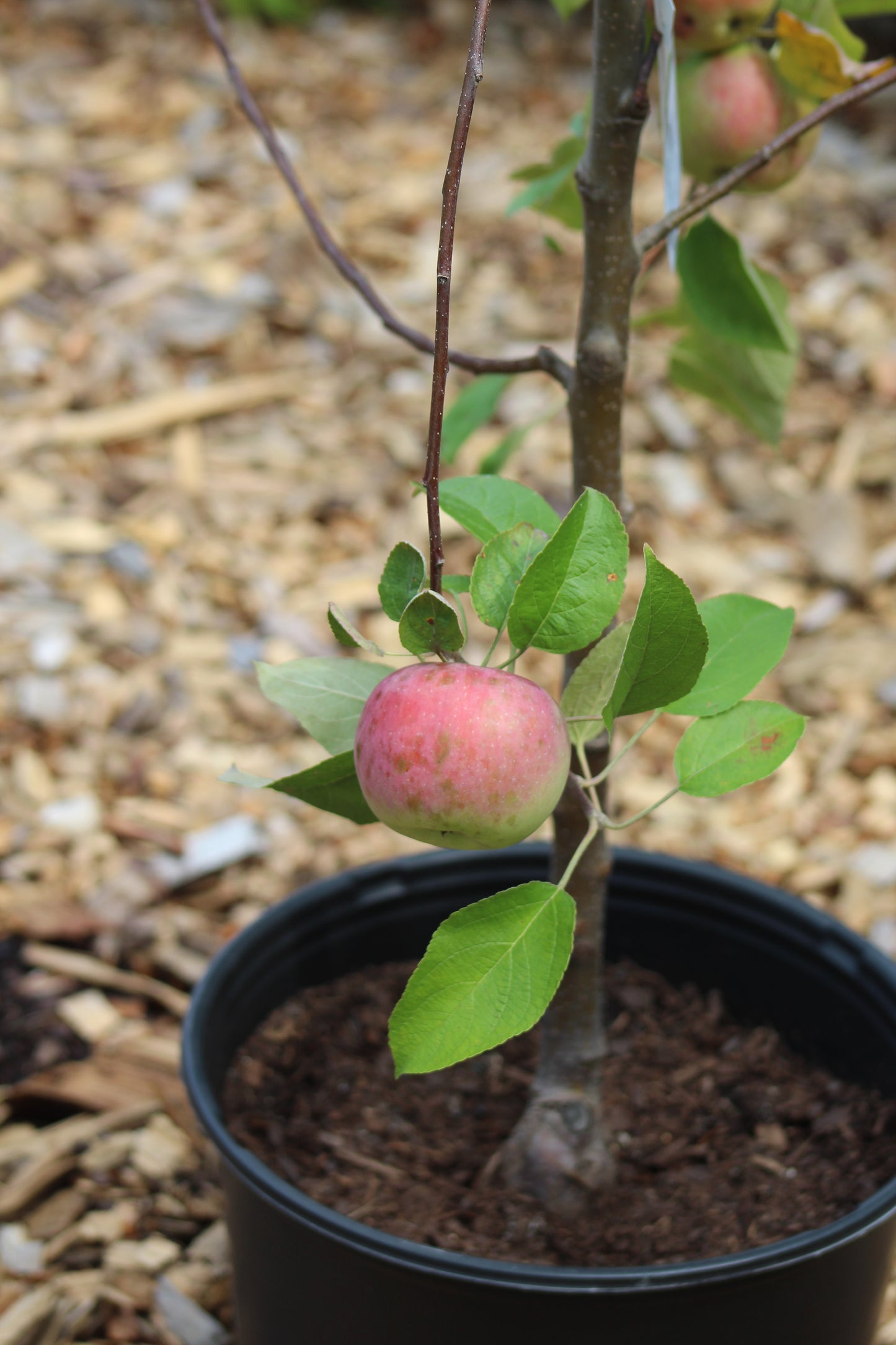 Malus Cortland (apple) 5g