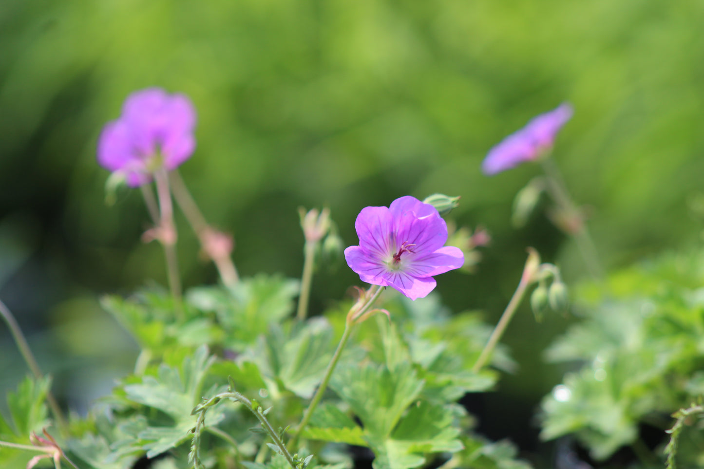 Geranium Rozanne