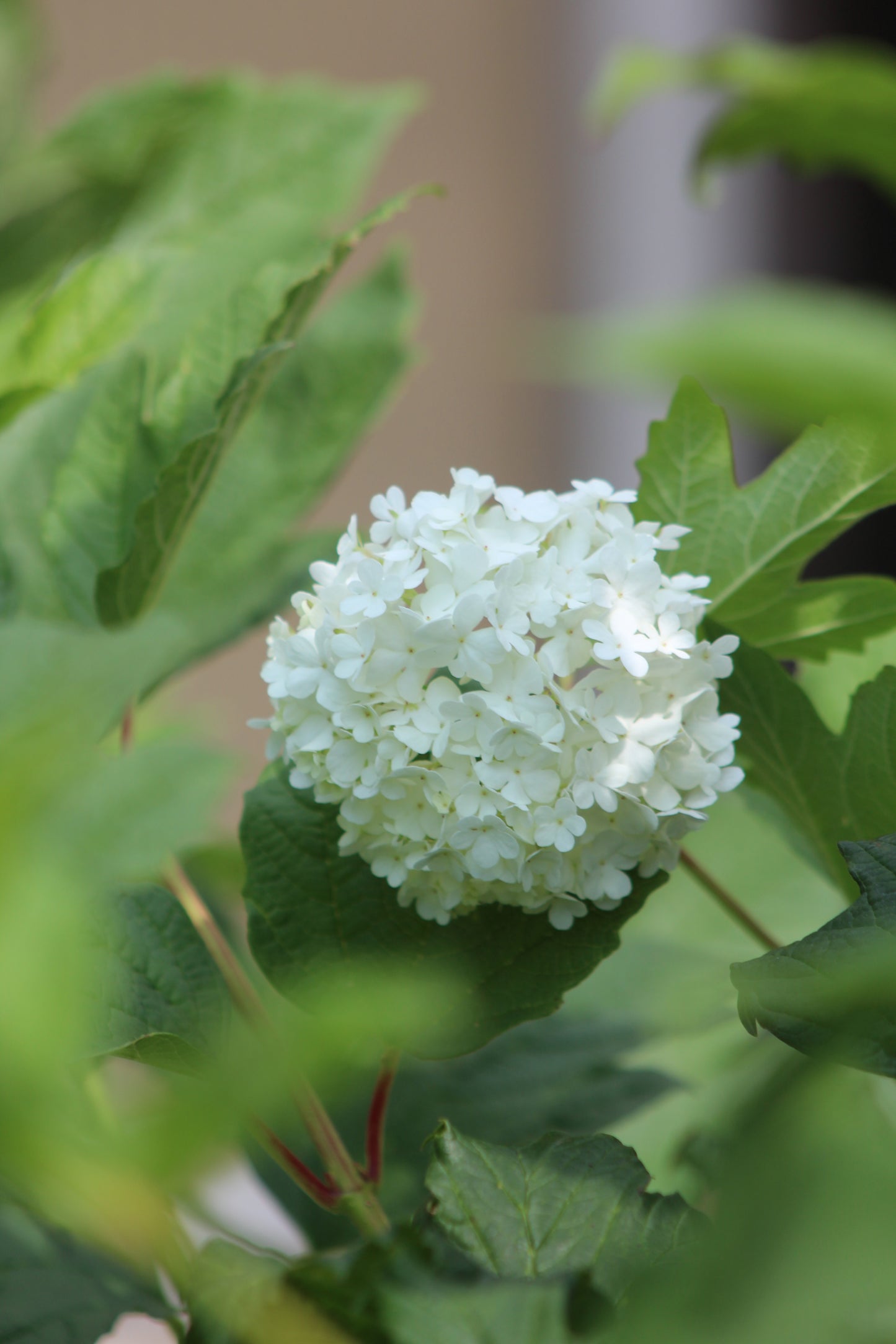 VIBURNUM OPULUS `ROSEUM 3g
