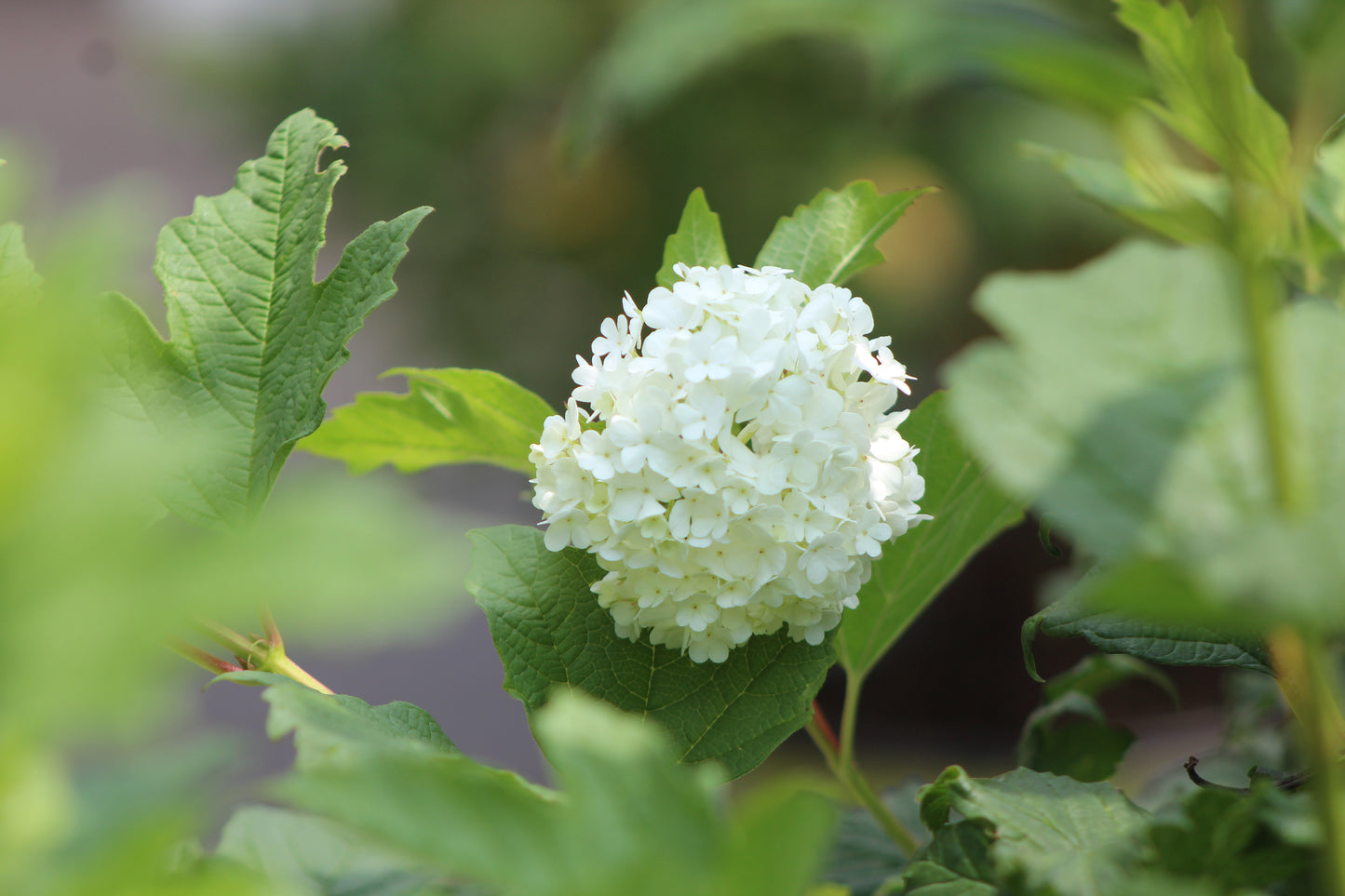 VIBURNUM OPULUS `ROSEUM 3g