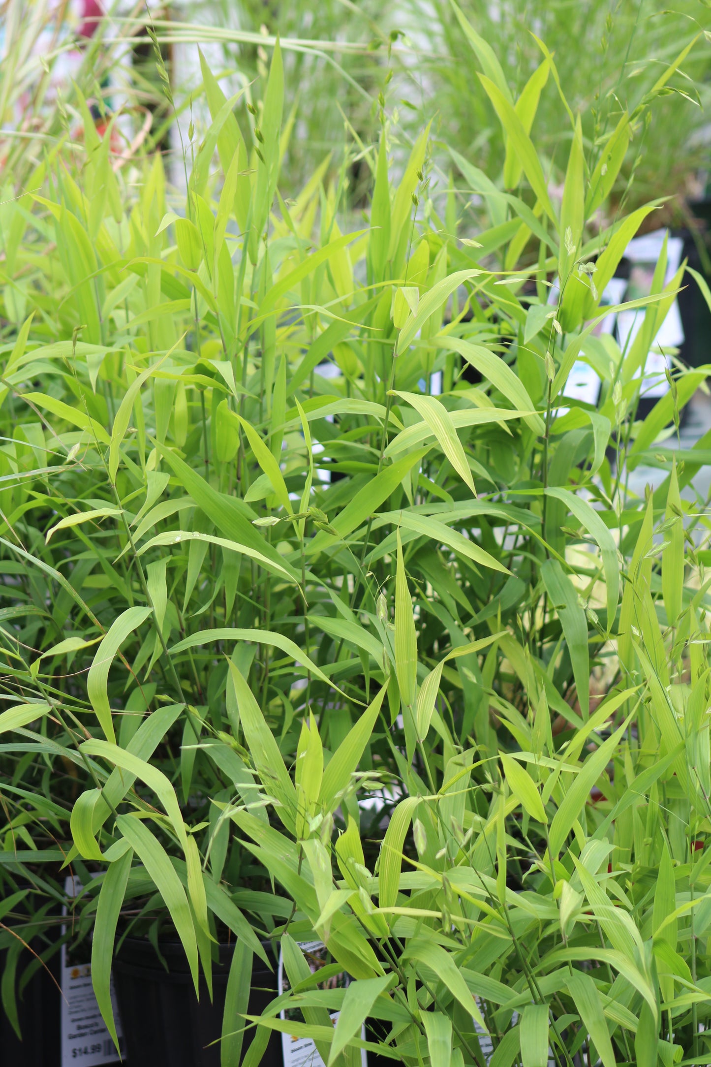 Chasmanthium latifolium 2g