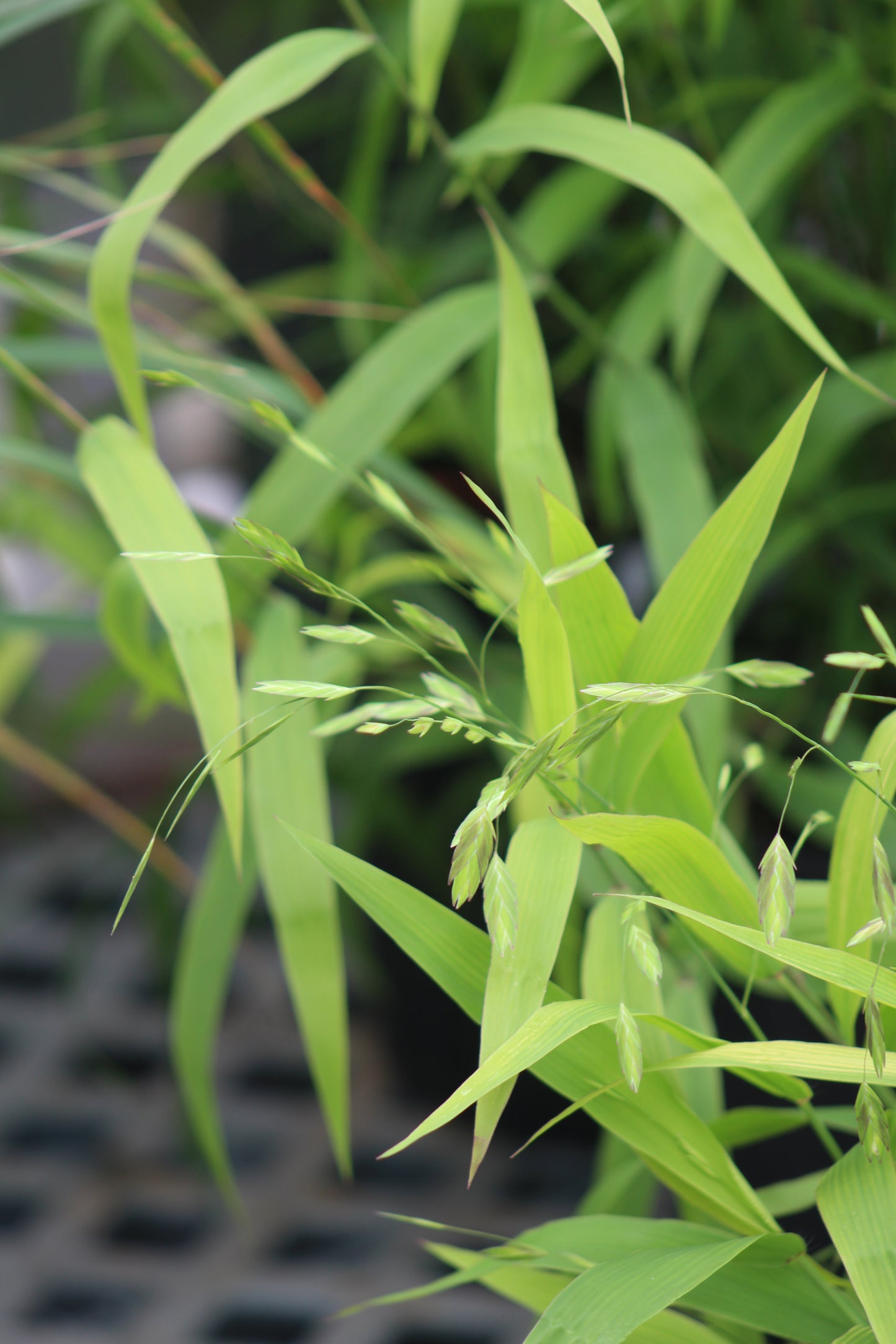 Chasmanthium latifolium 2g
