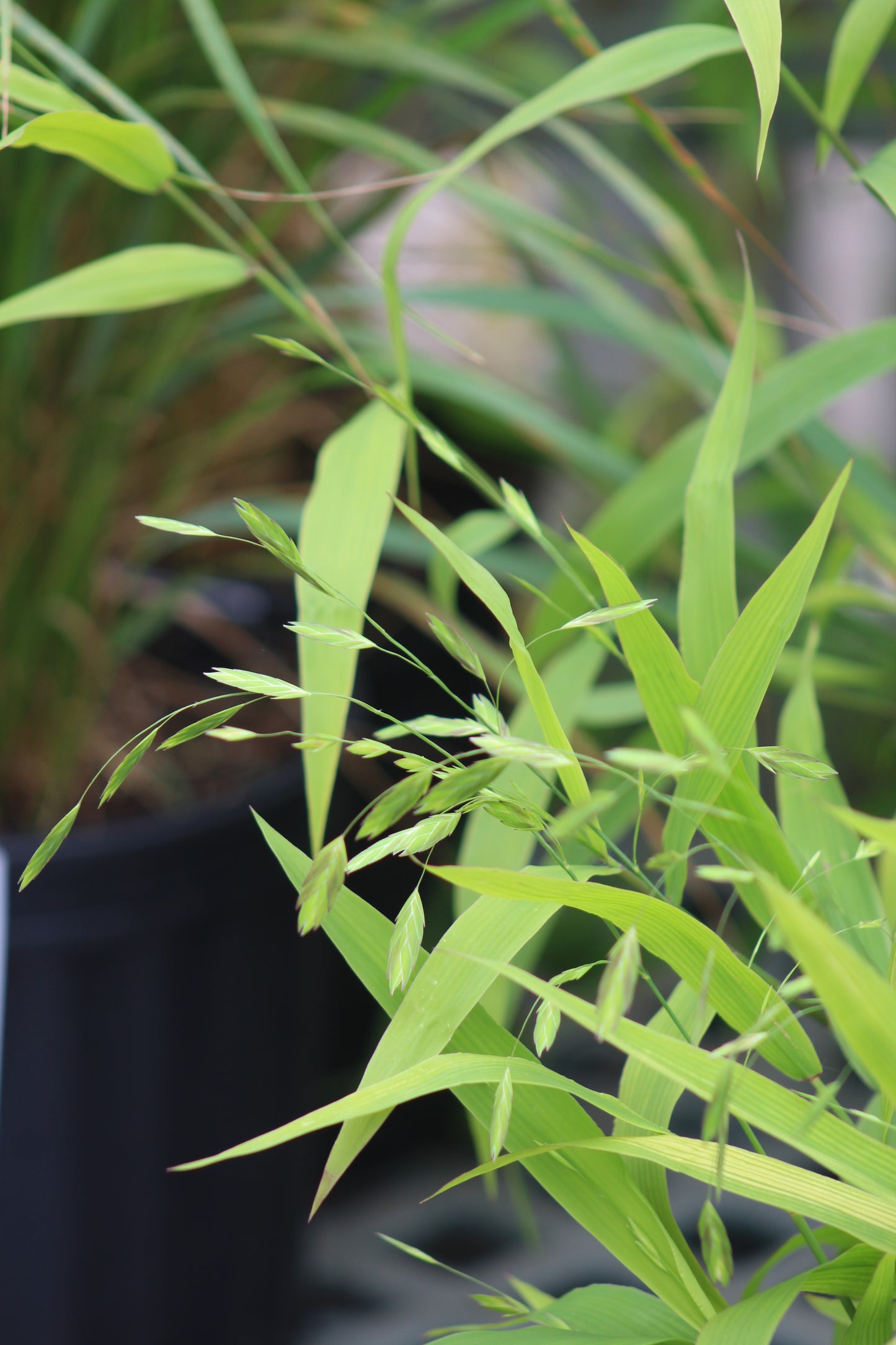 Chasmanthium latifolium 2g