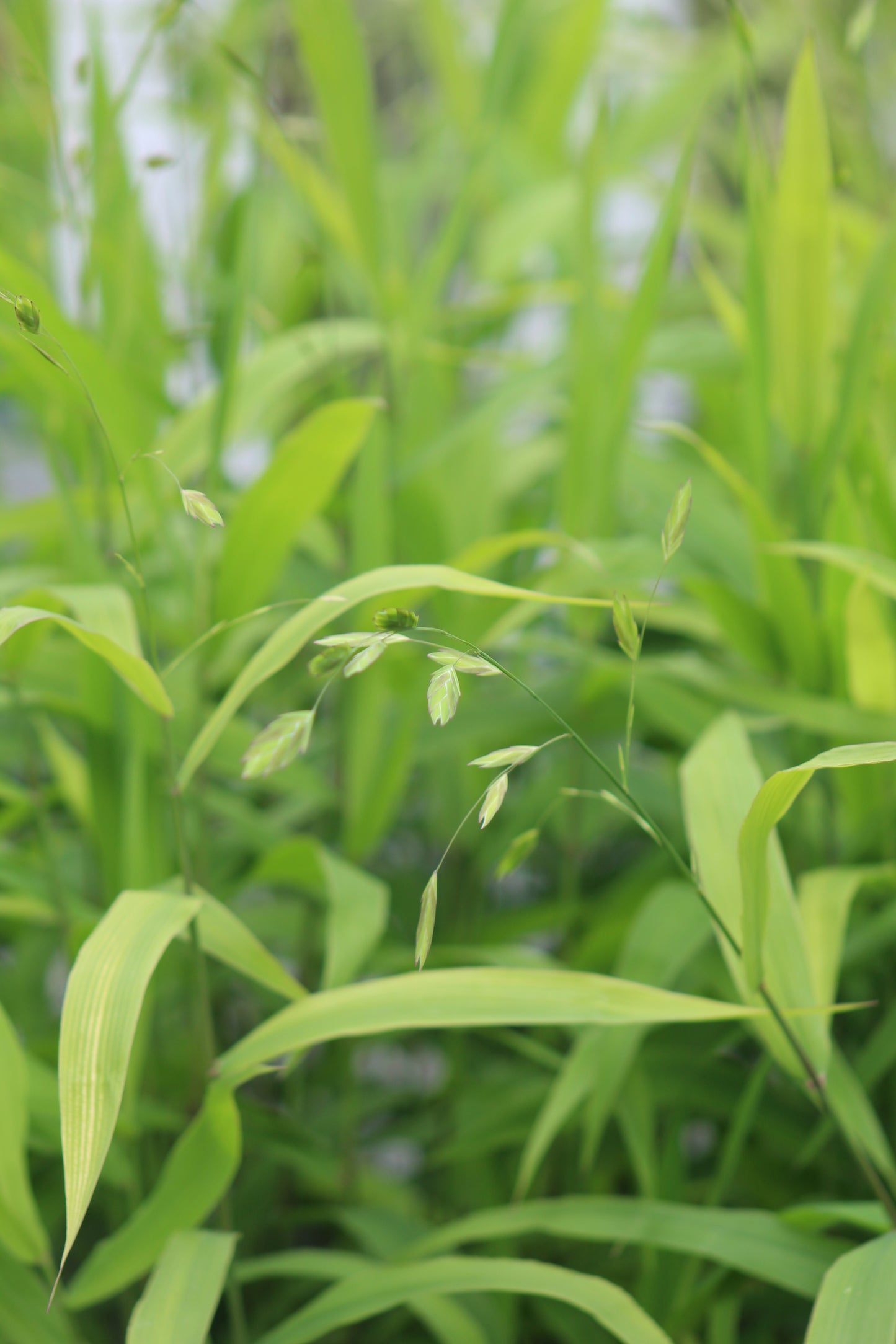 Chasmanthium latifolium 2g