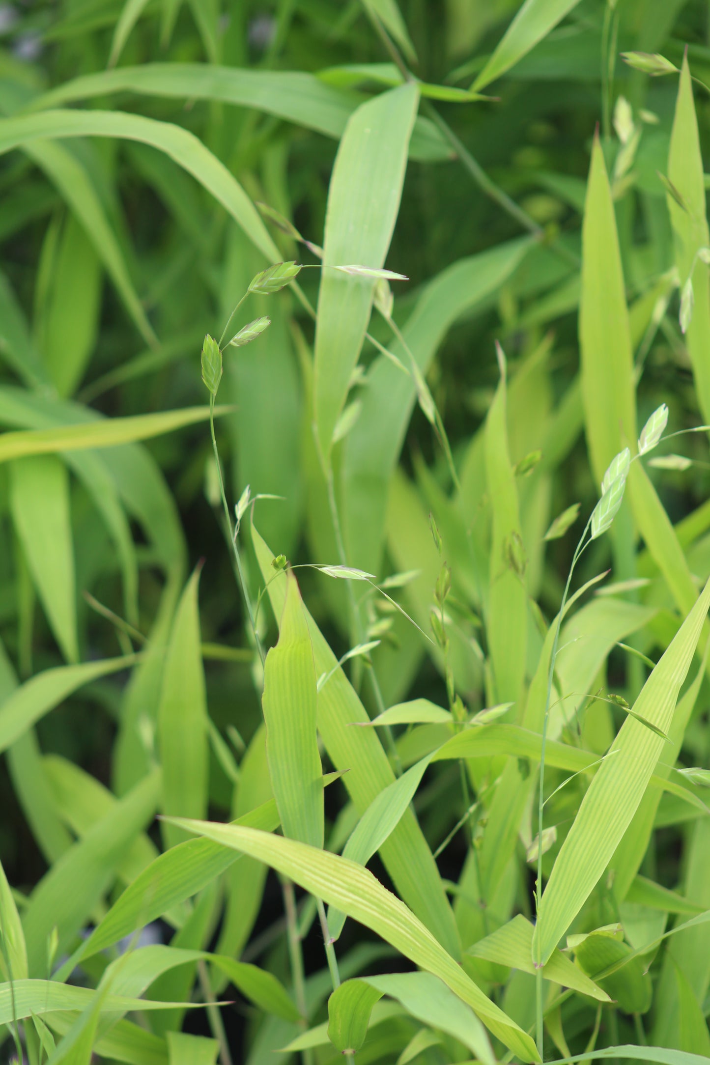 Chasmanthium latifolium 2g