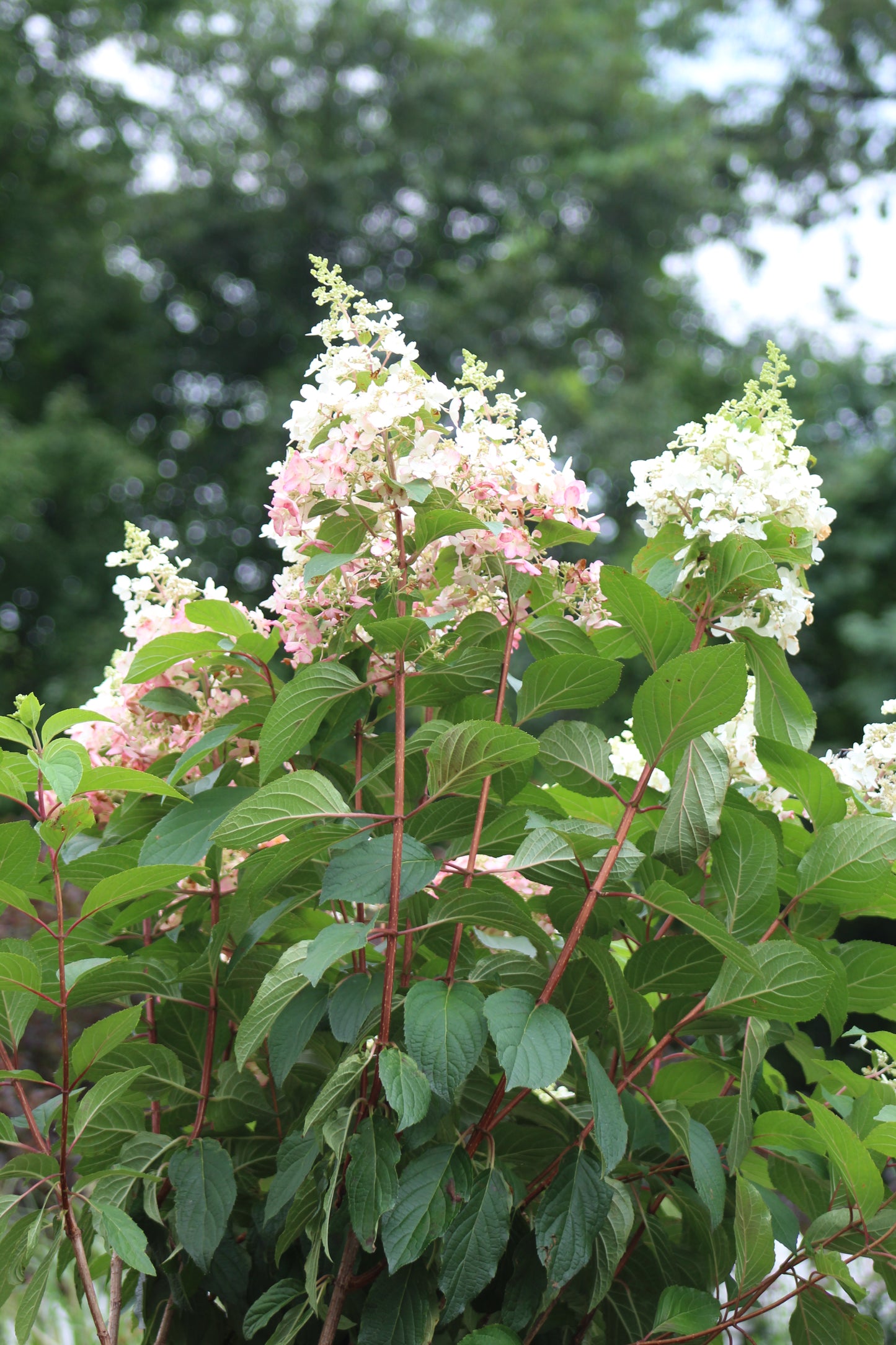 Hydrangea Pinky Winky Tree