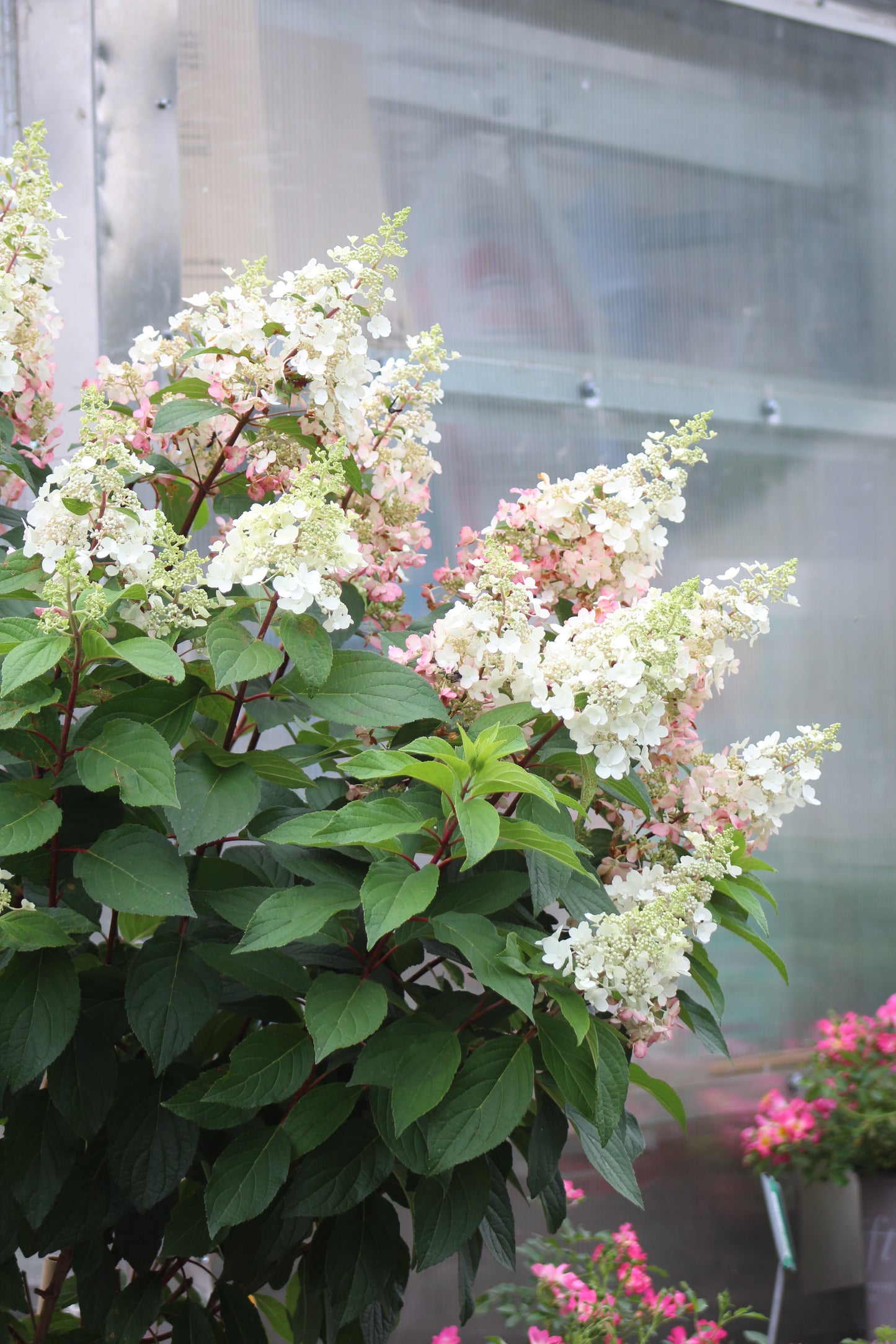 Hydrangea Pinky Winky Tree