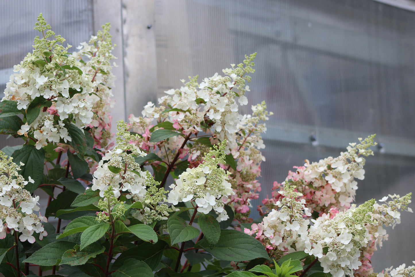 Hydrangea Pinky Winky Tree
