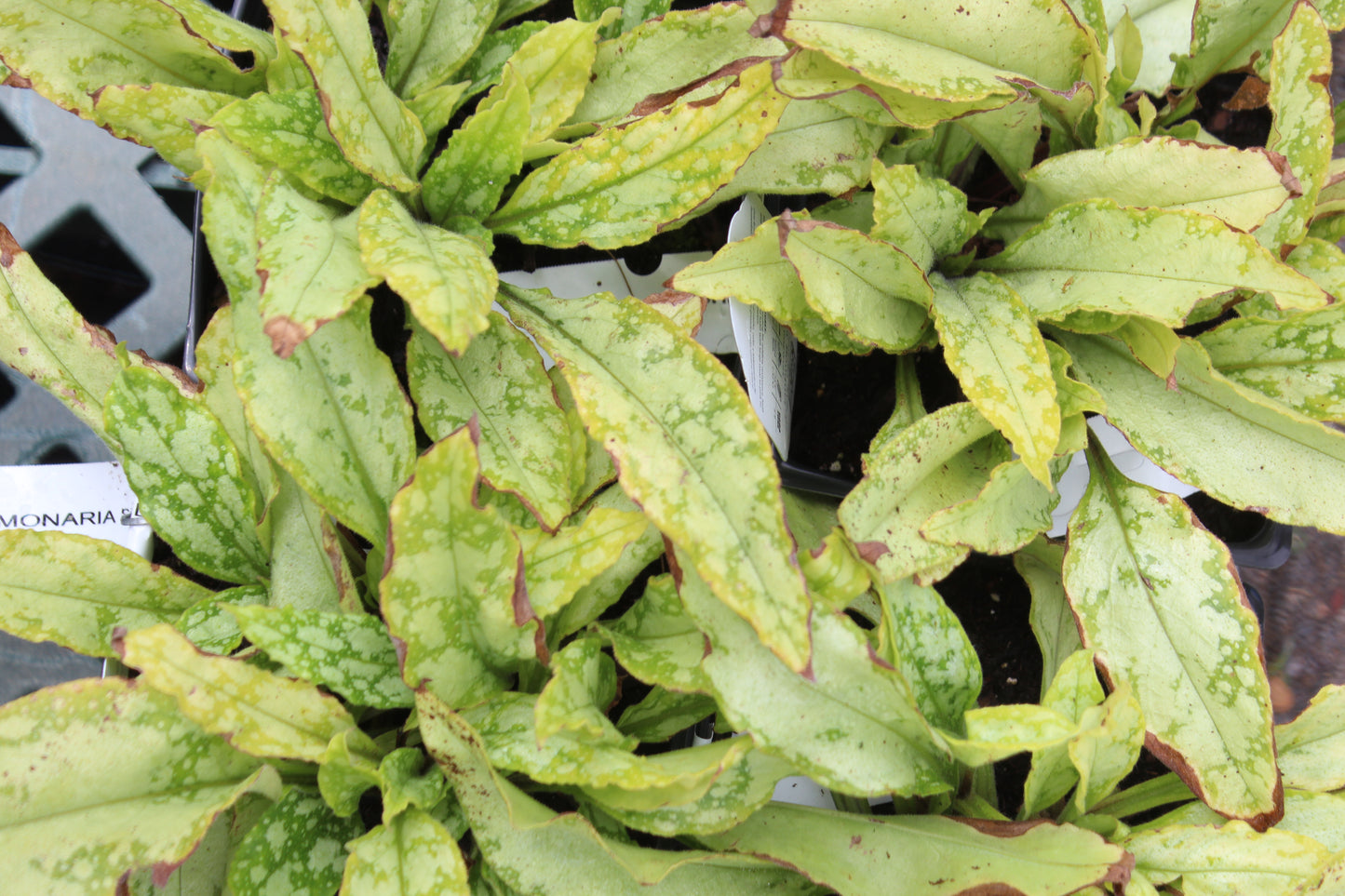 PULMONARIA Silver Bouquet Jumbo