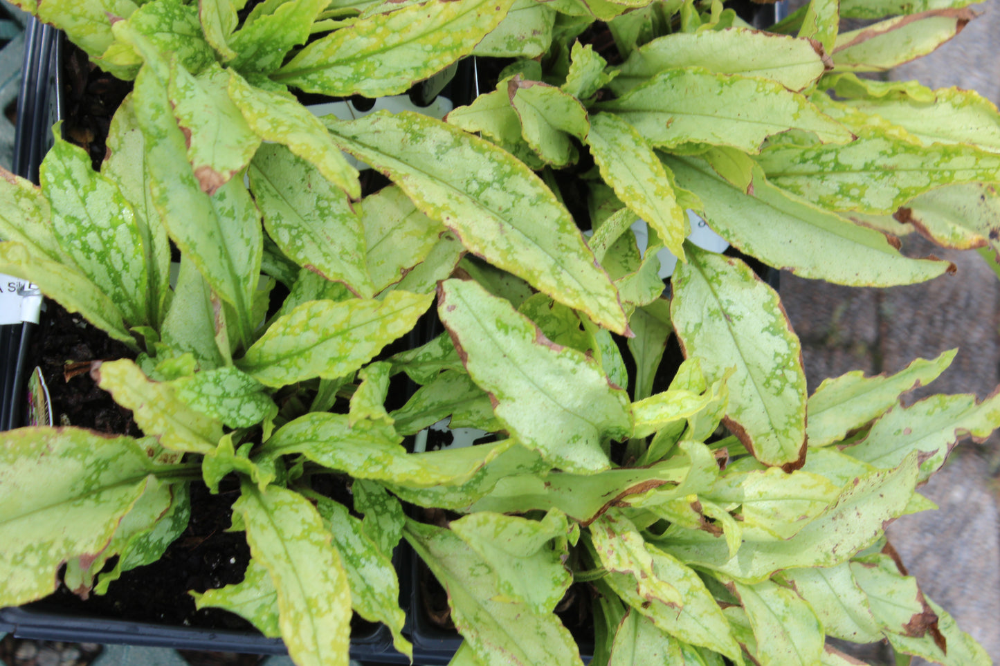 PULMONARIA Silver Bouquet Jumbo