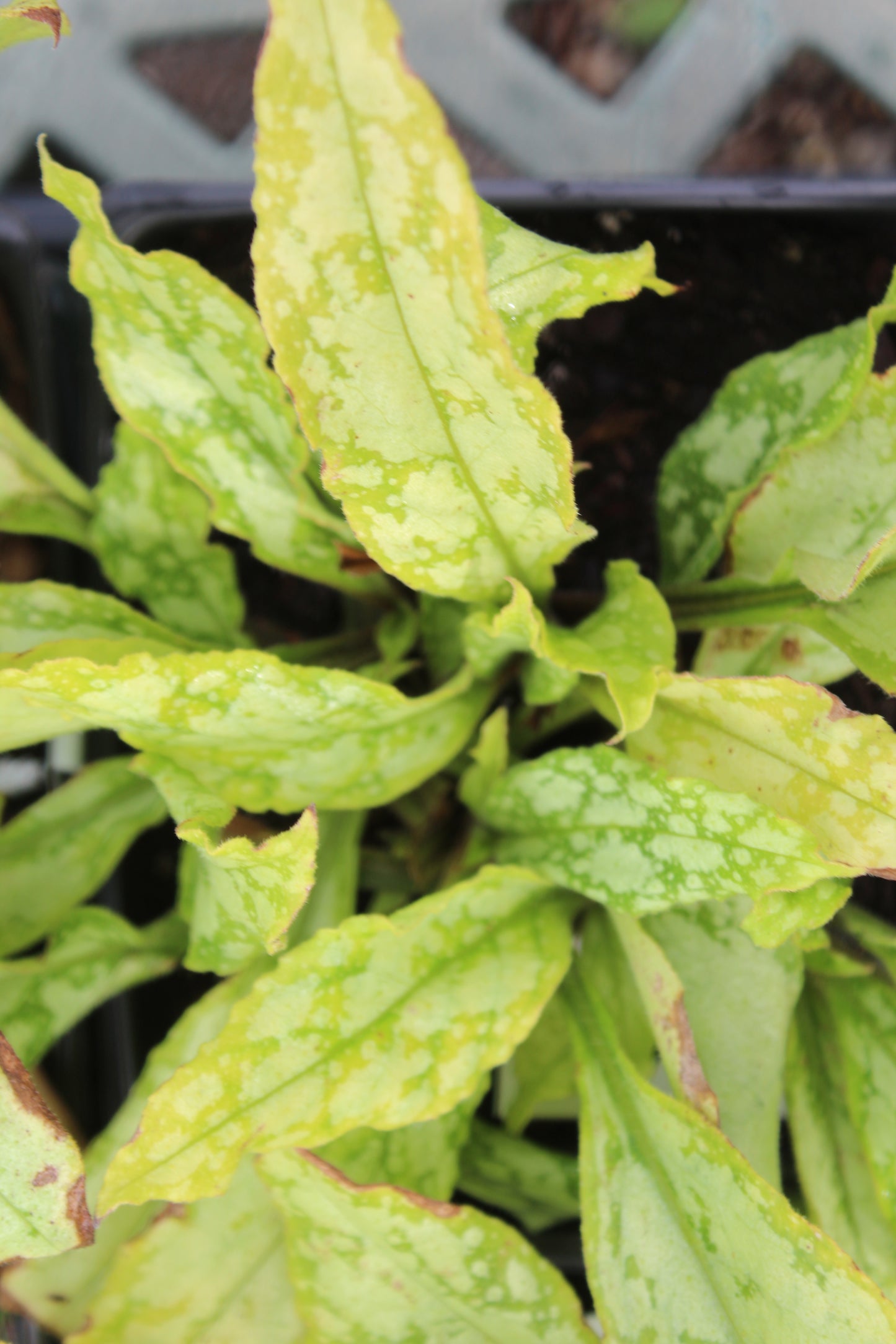 PULMONARIA Silver Bouquet Jumbo