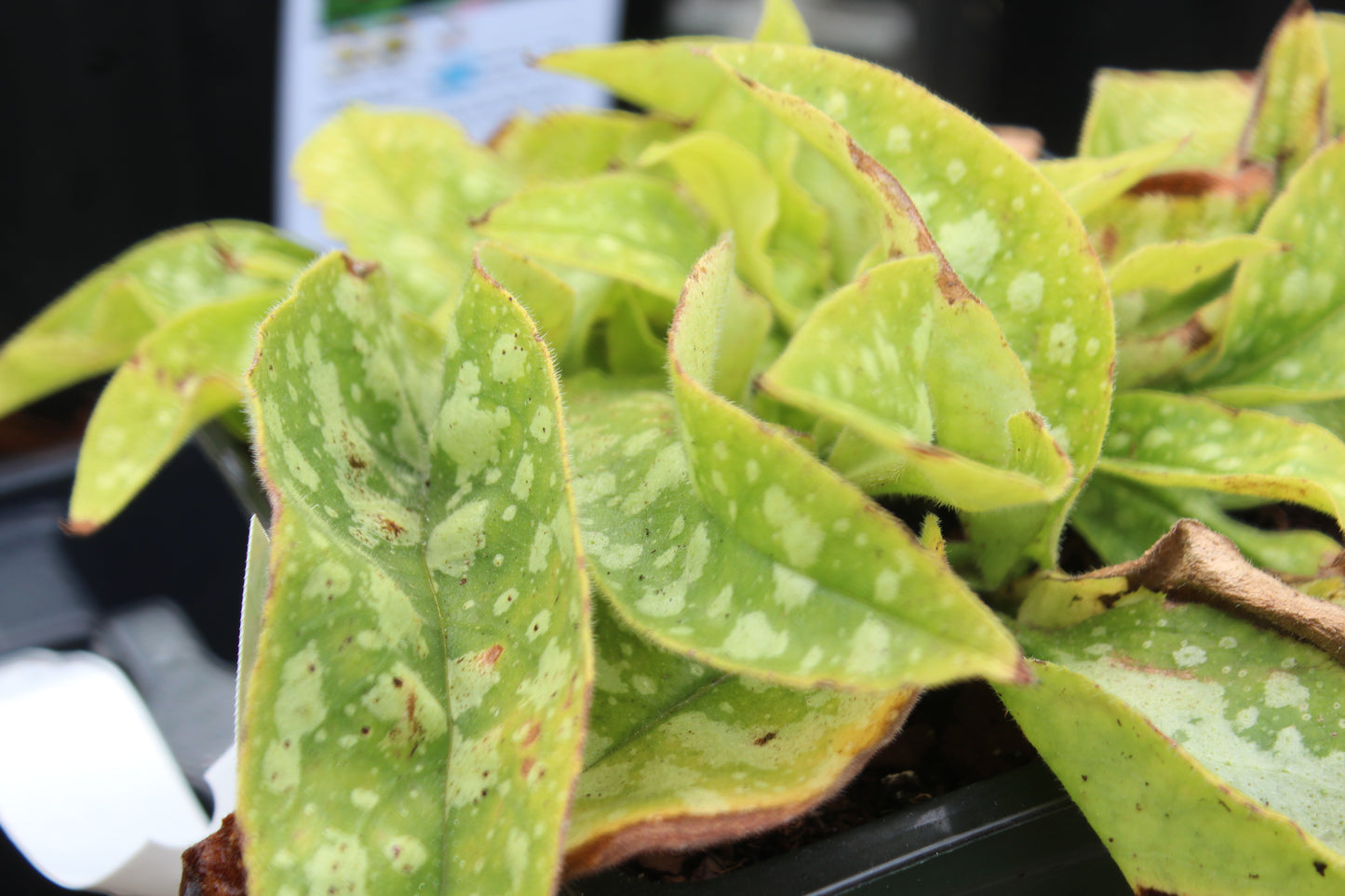 PULMONARIA Trevi Fountain 1g