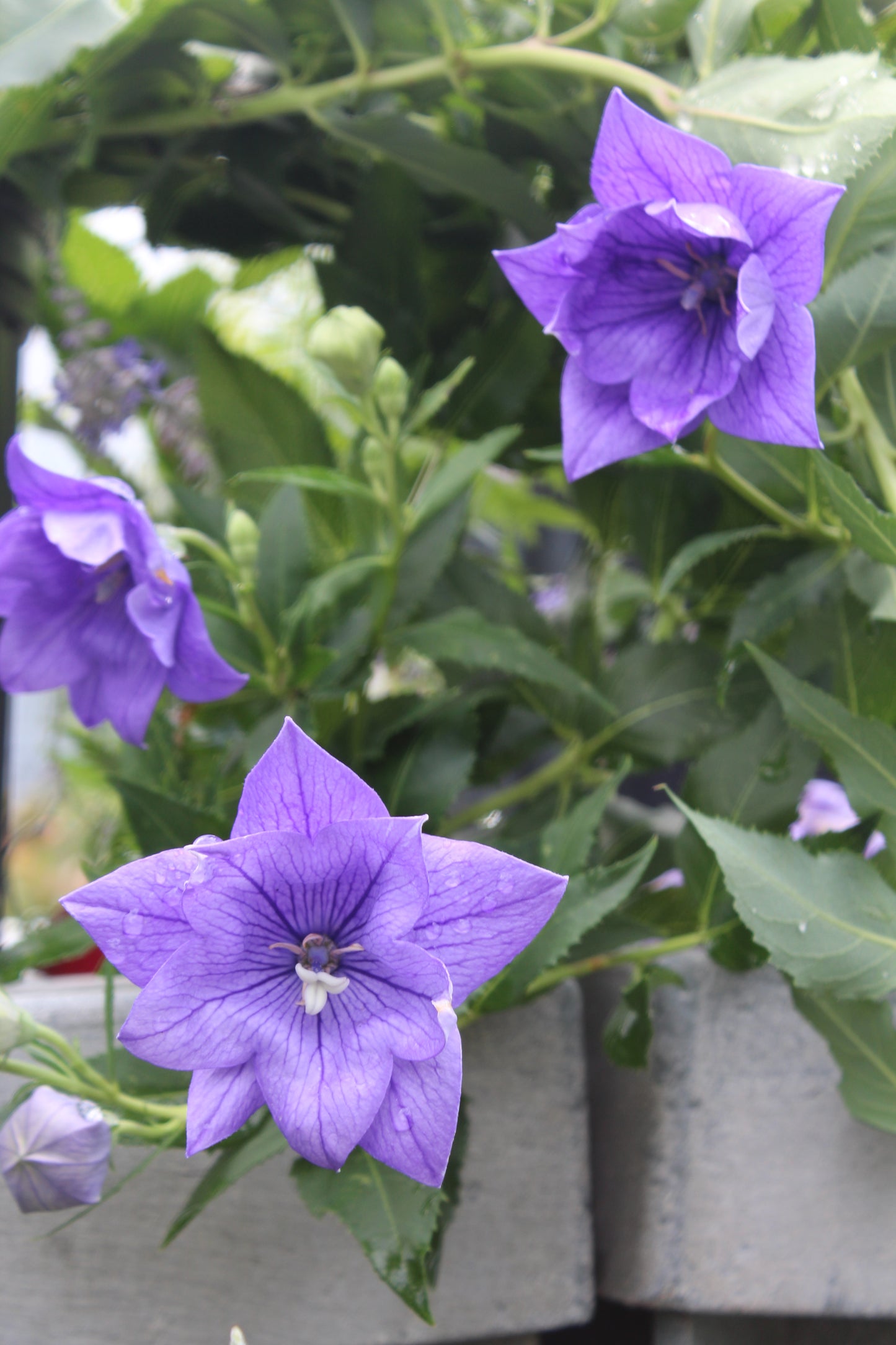 Platycodon Double Blue