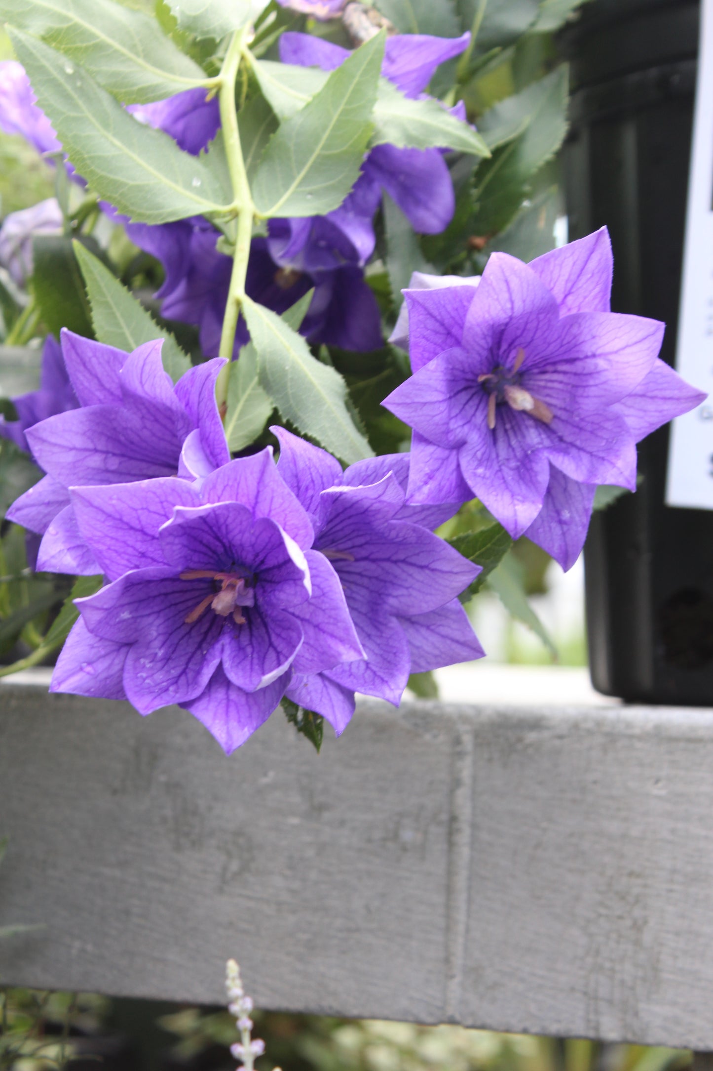 Platycodon Double Blue