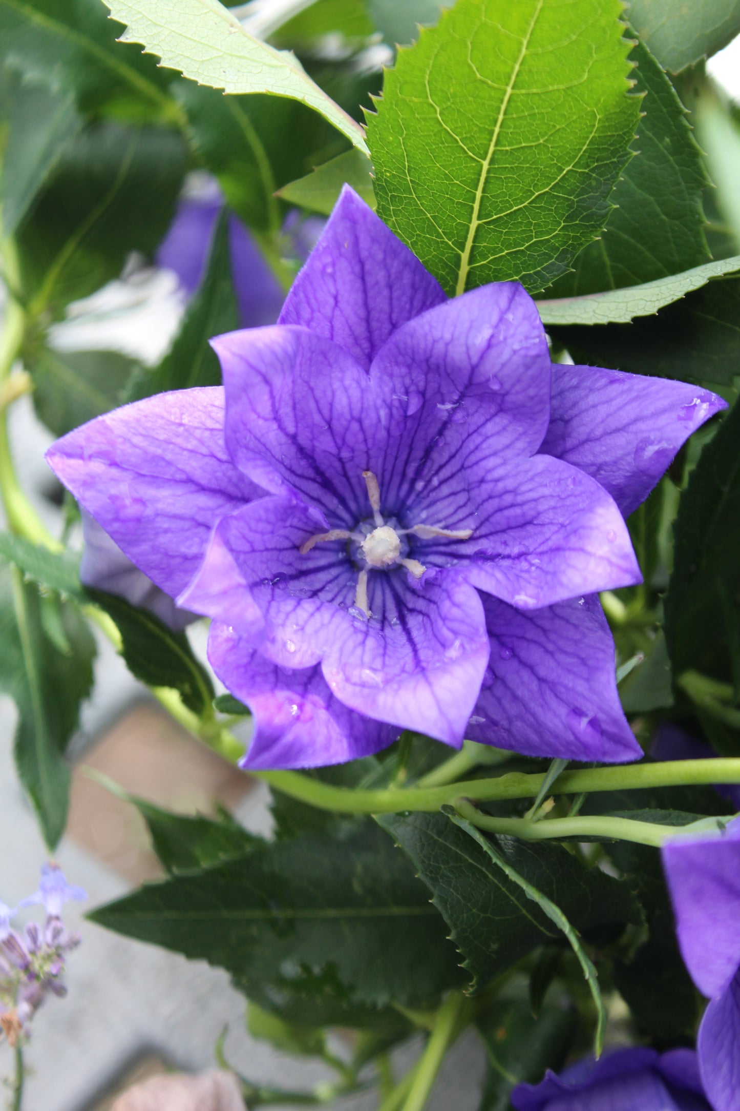 Platycodon Double Blue