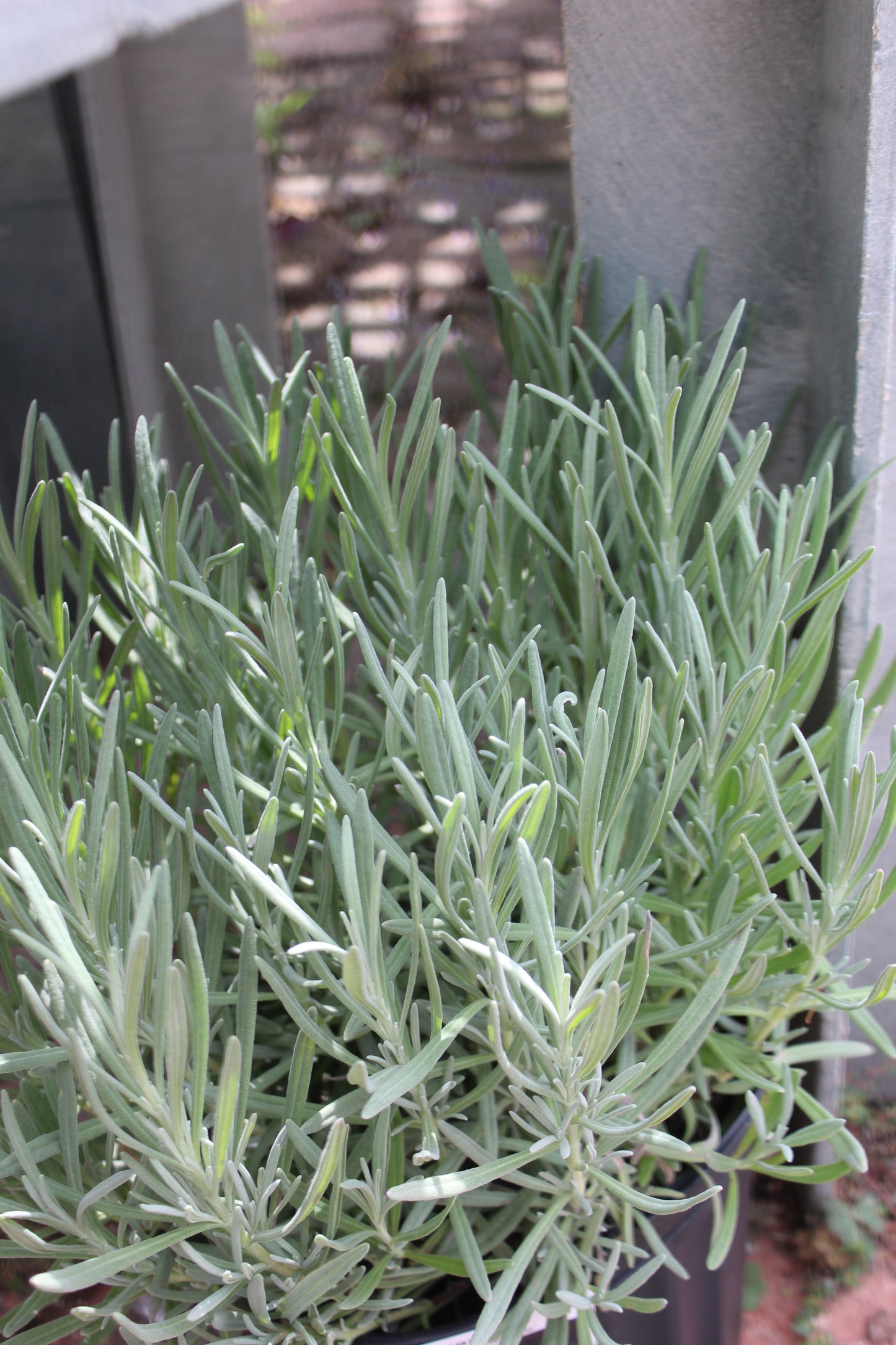 Lavender Provence 1g