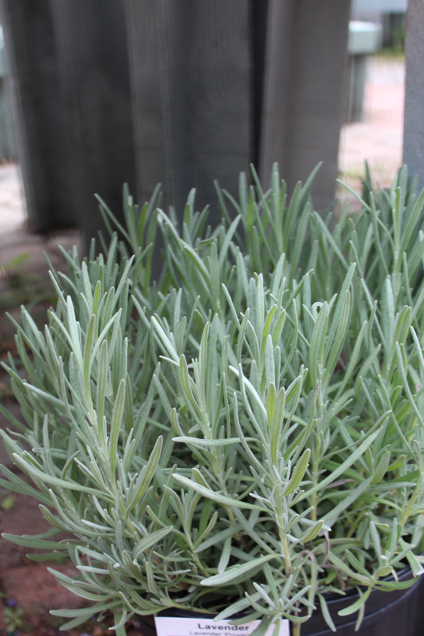 Lavender Provence 1g