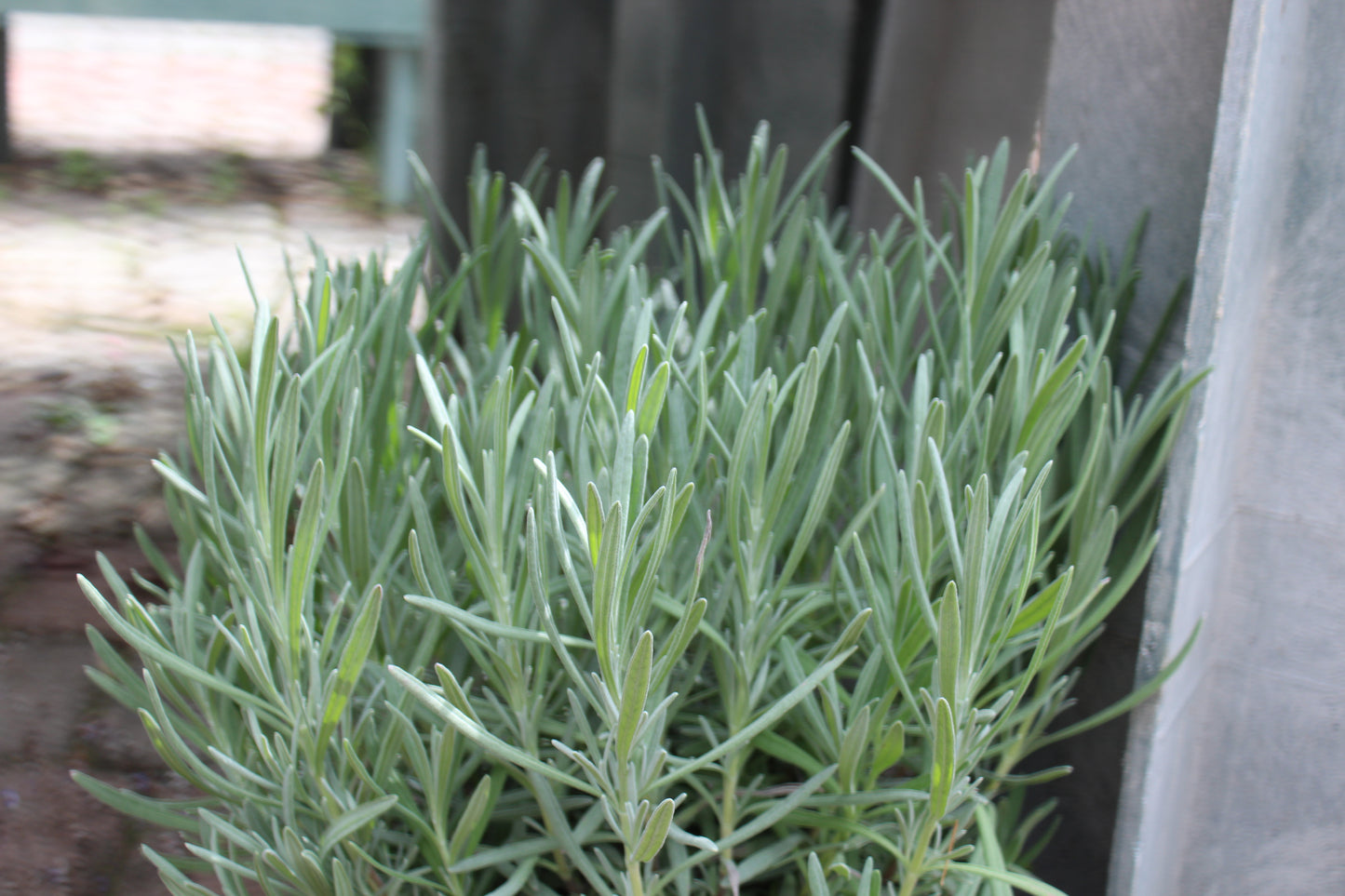 Lavender Provence 1g