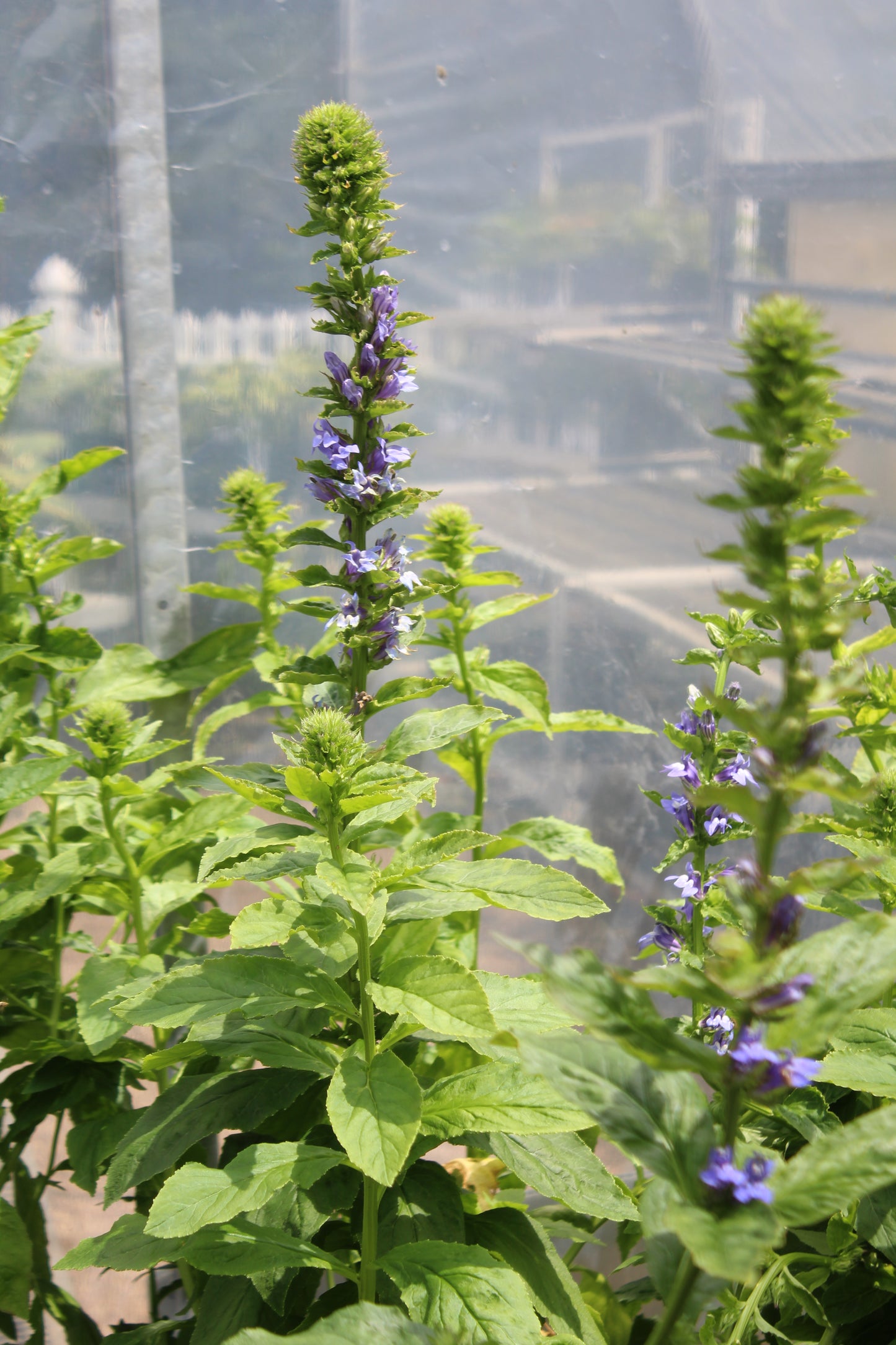Lobelia s. Kryptonite