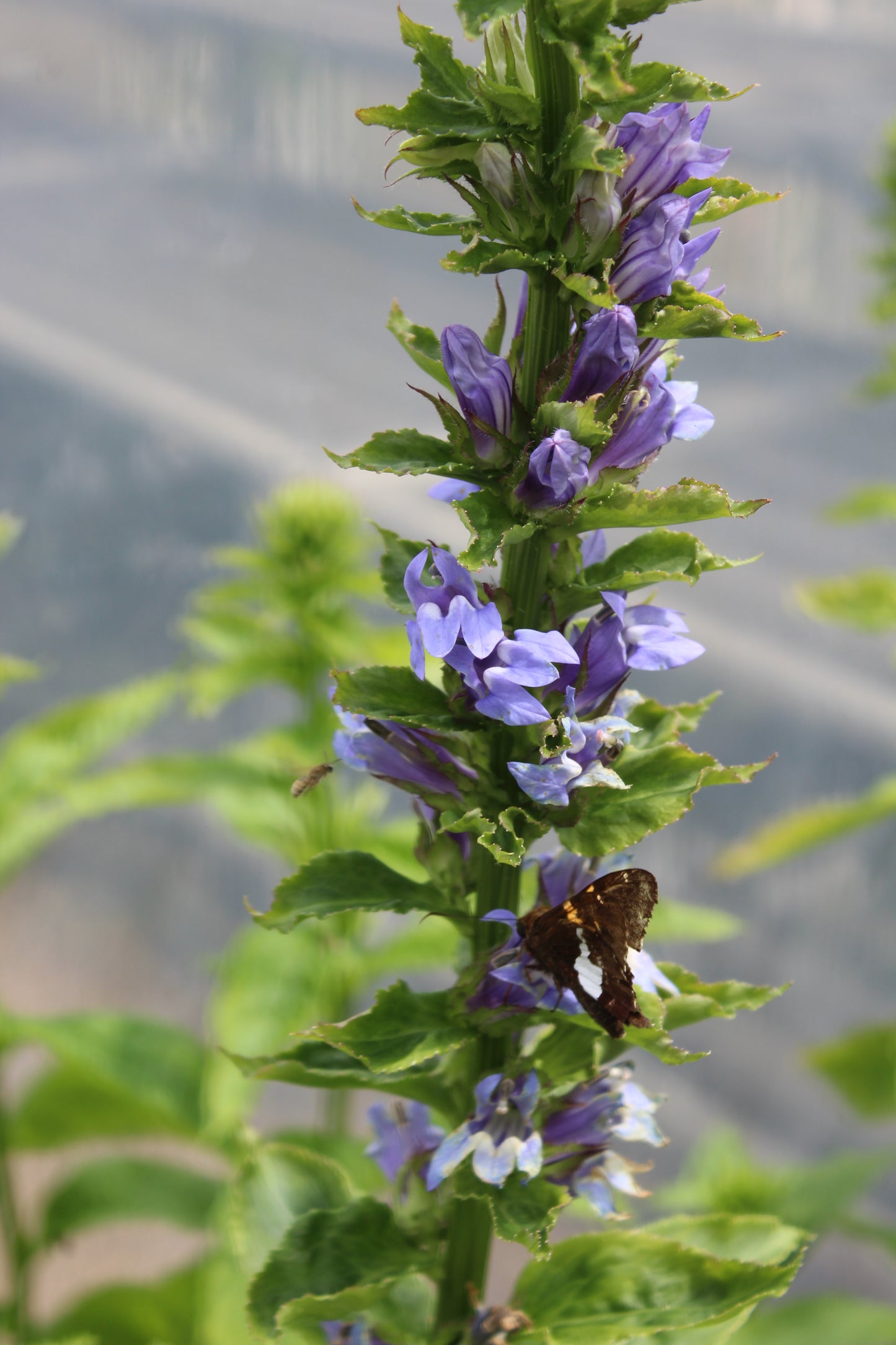 Lobelia s. Kryptonite
