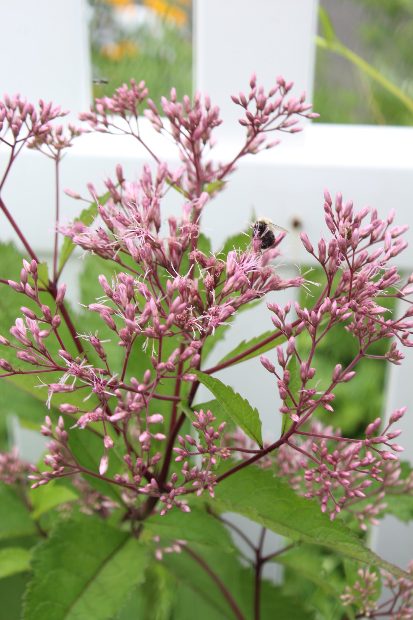 Eupatorium Gateway 1g