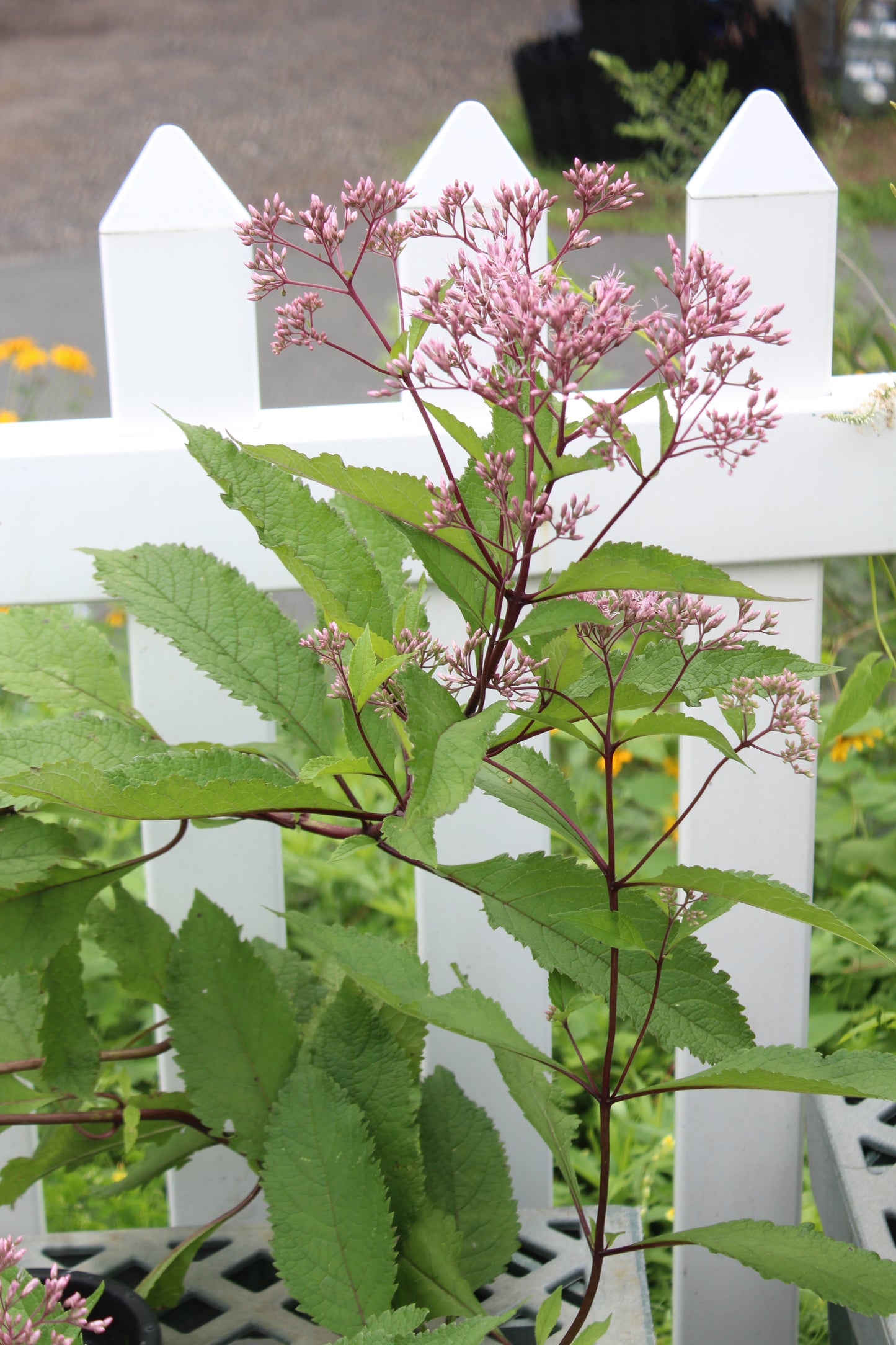 Eupatorium Gateway 1g