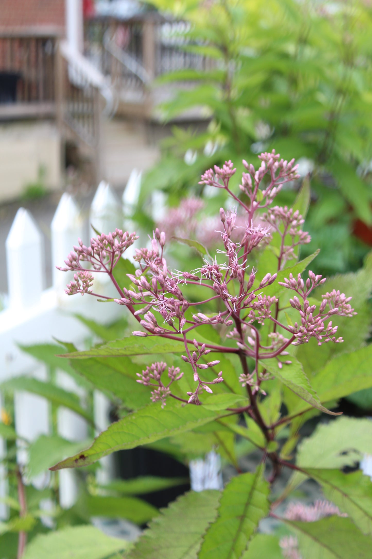 Eupatorium Gateway 1g