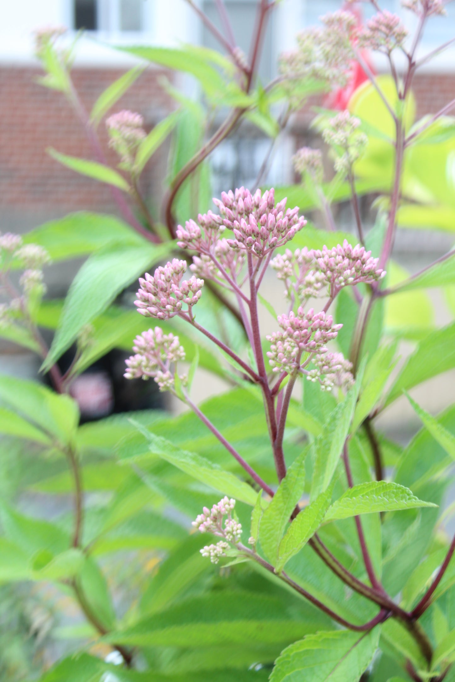 Eupatorium Baby Joe 1g