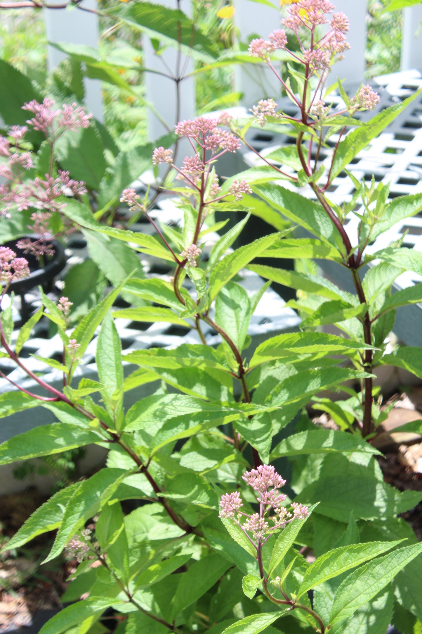 Eupatorium Baby Joe 1g