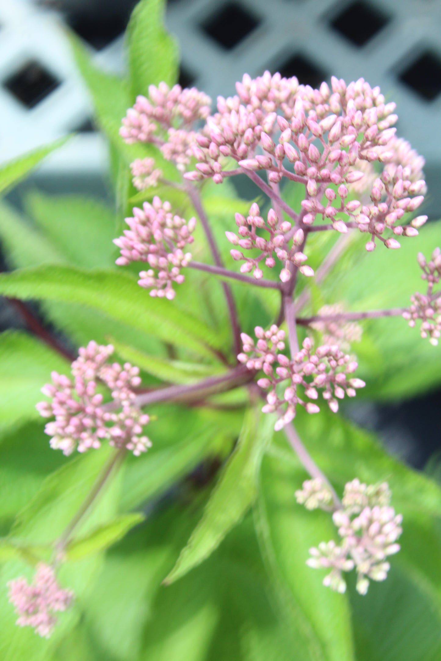 Eupatorium Baby Joe 1g