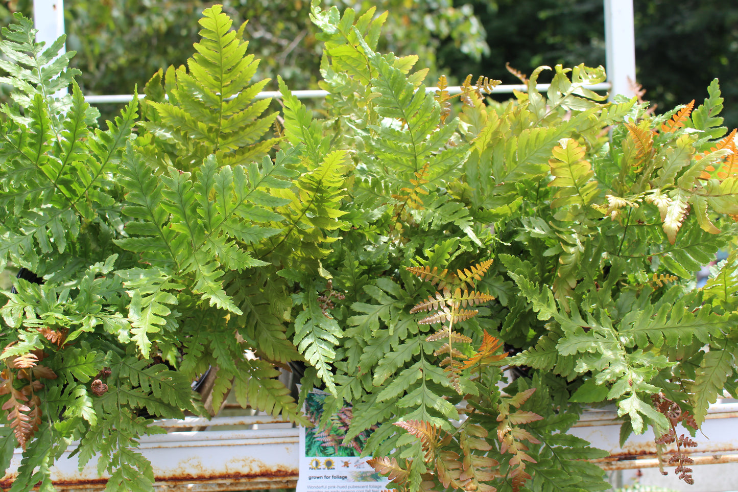 f.Dryopteris Autumn Fern 1g